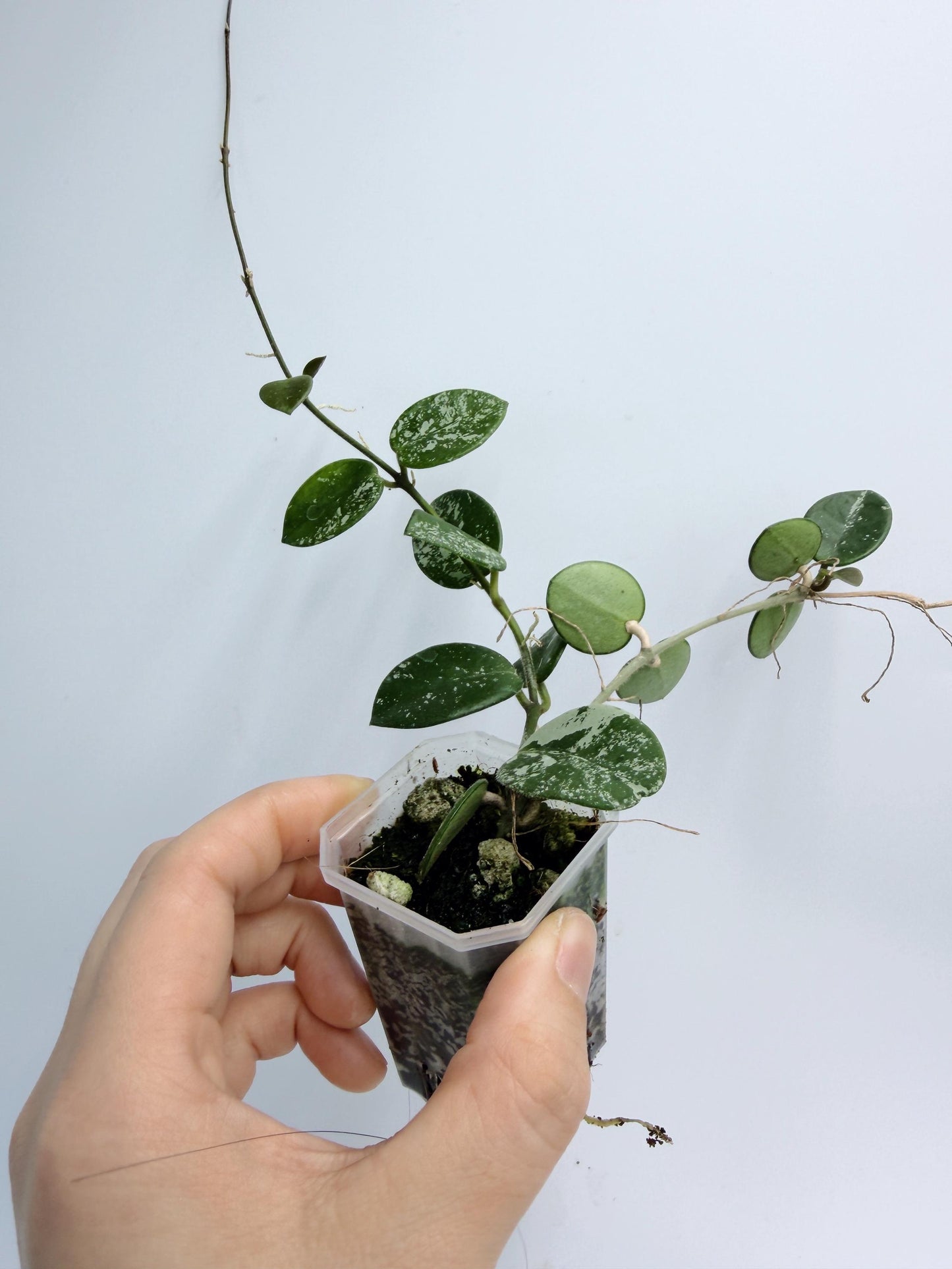 Hoya Mathilde Splash