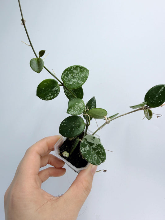 Hoya Mathilde Splash