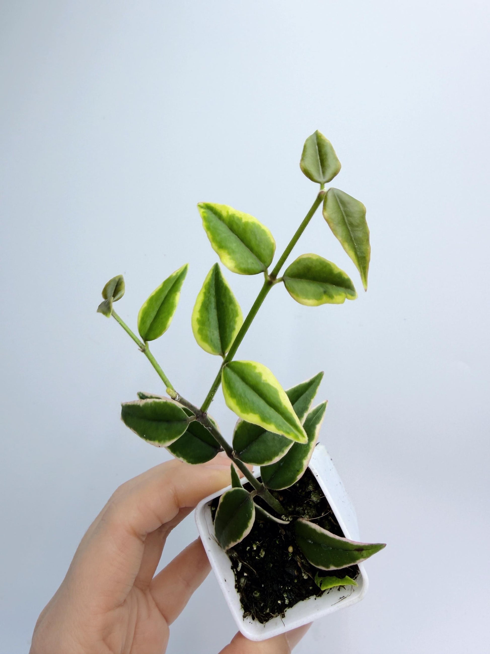 Hoya Bella Outer Variegated