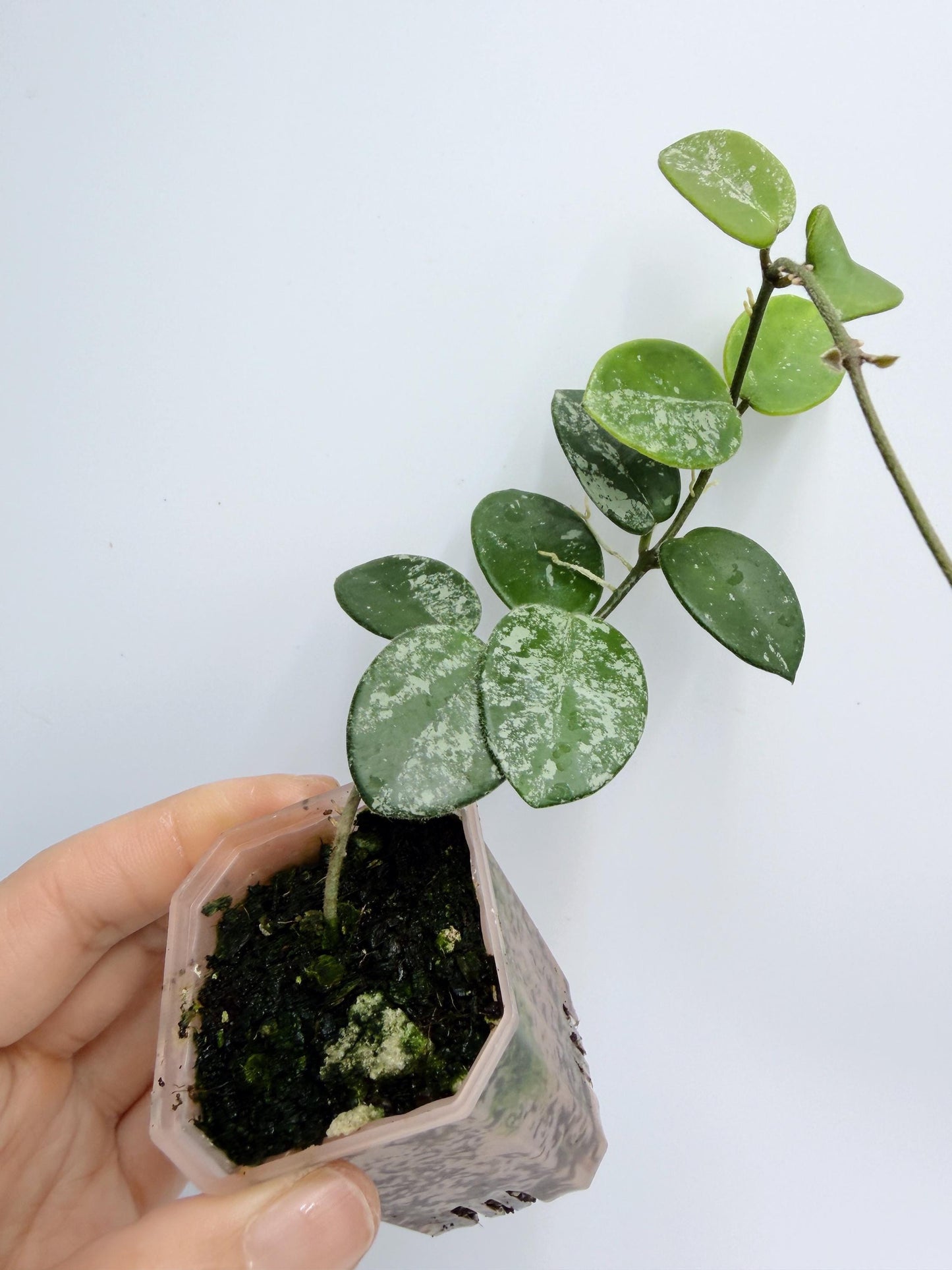 Hoya Mathilde Splash