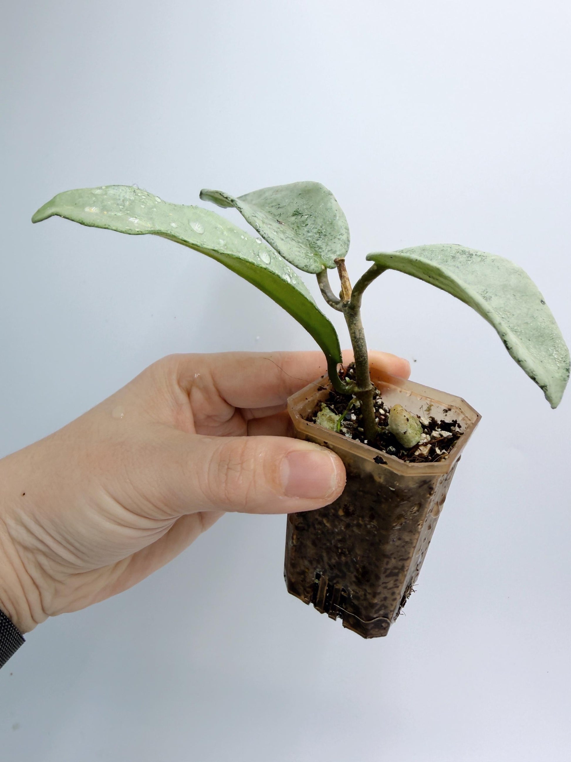 Hoya Nova Ghost