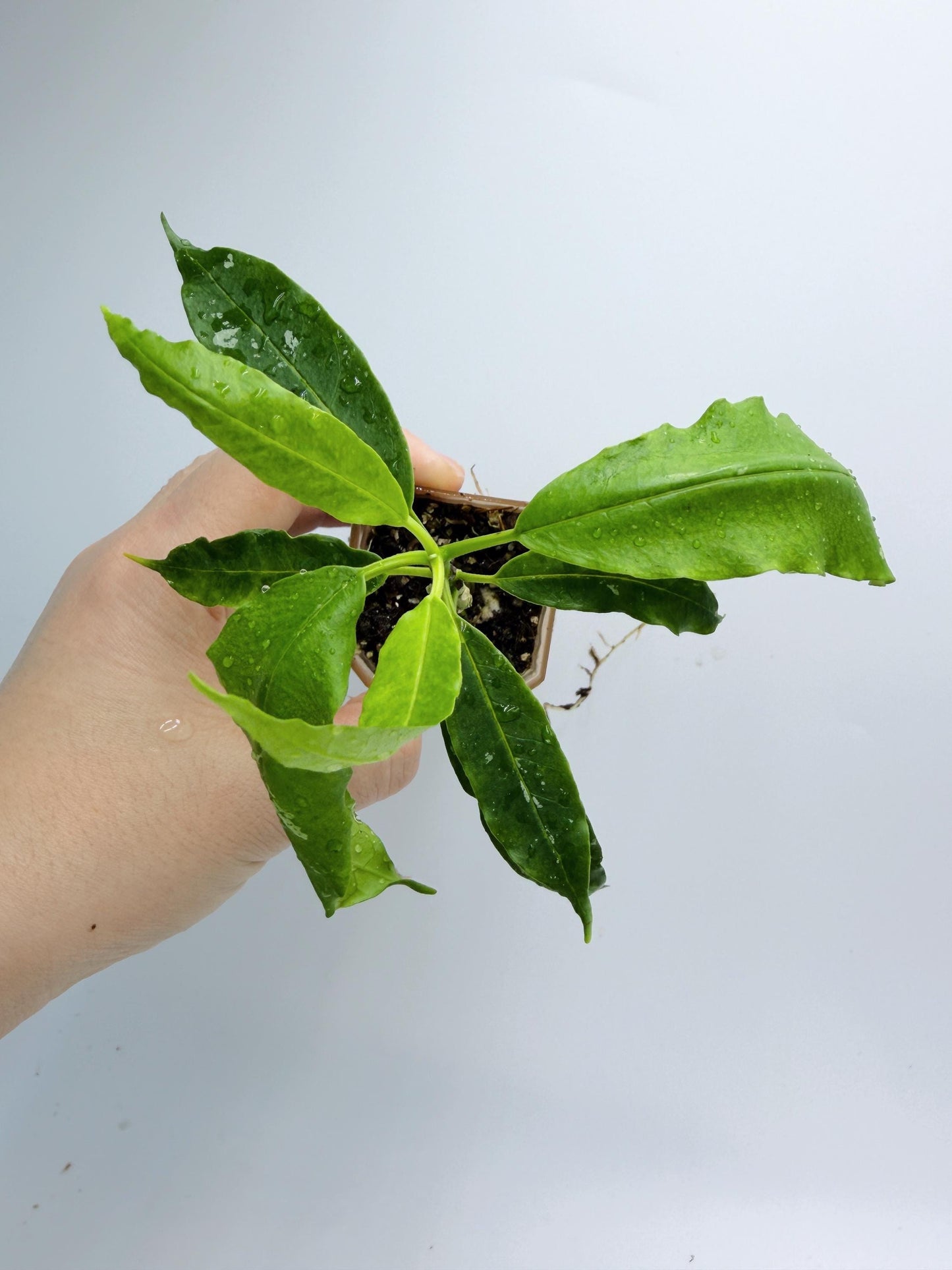 Hoya Solokensis