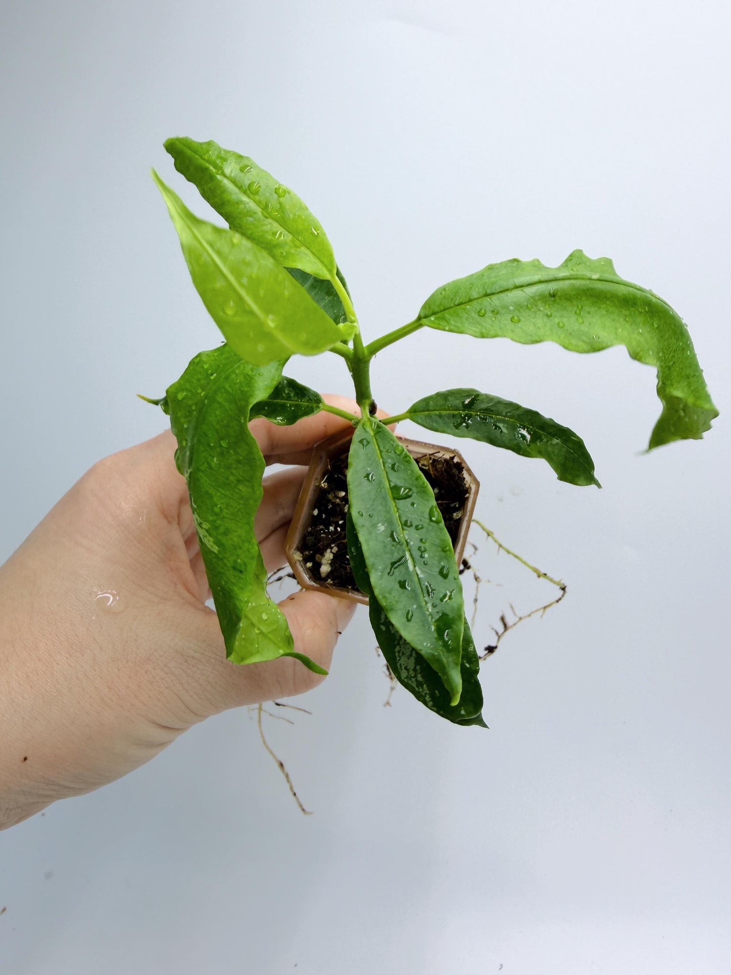 Hoya Solokensis