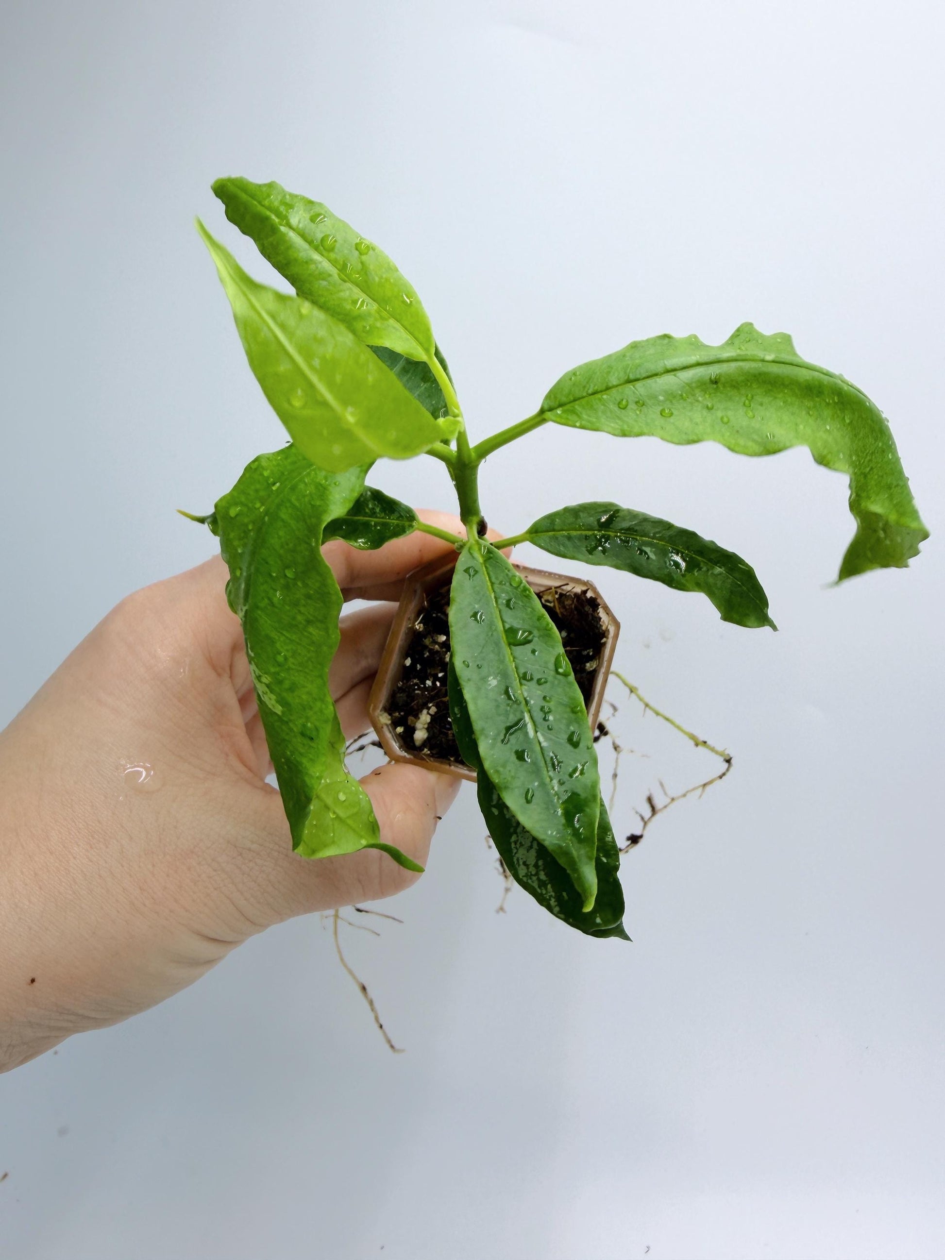 Hoya Solokensis
