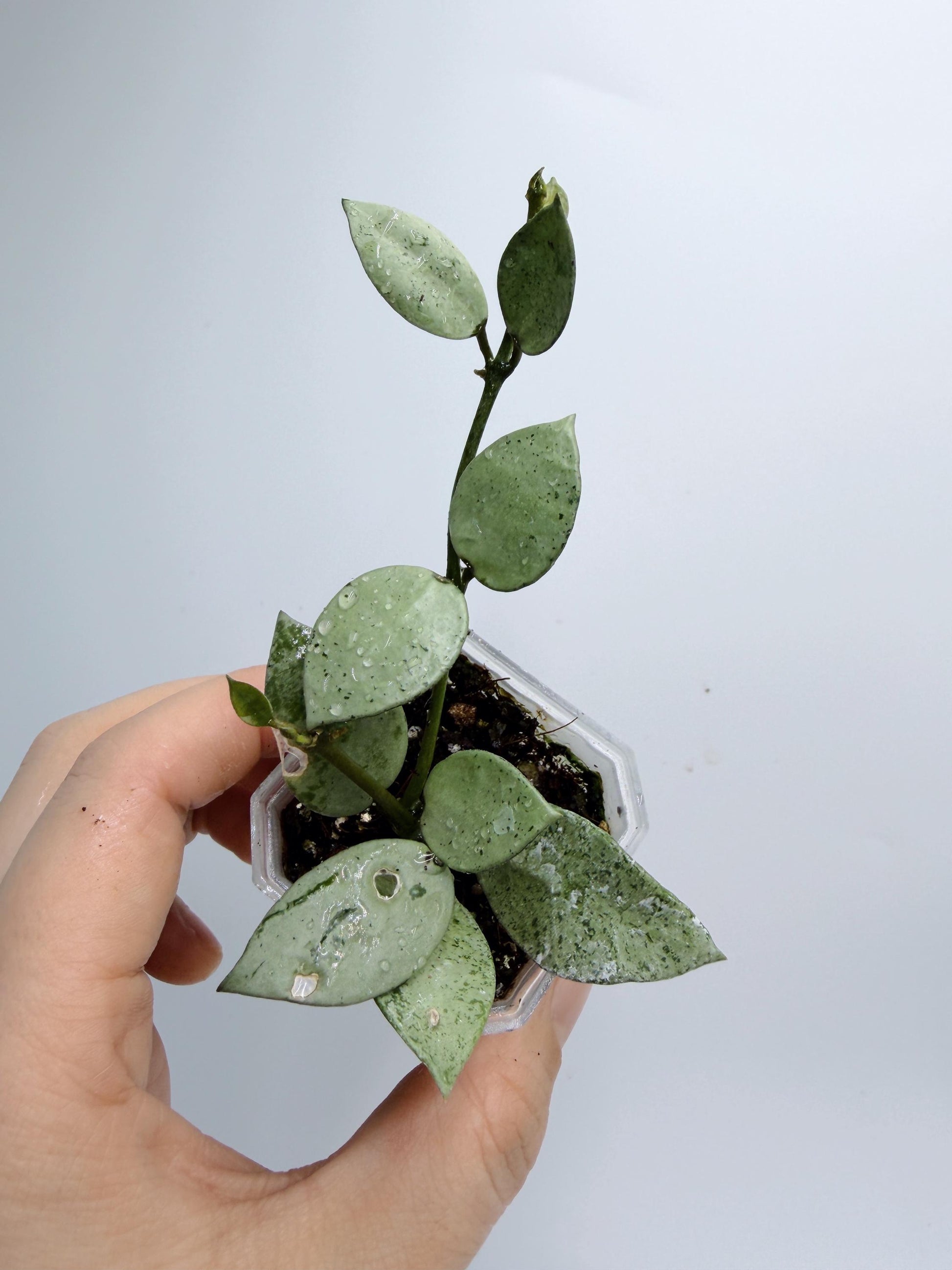 Hoya Lacunosa Silver Mint Coin