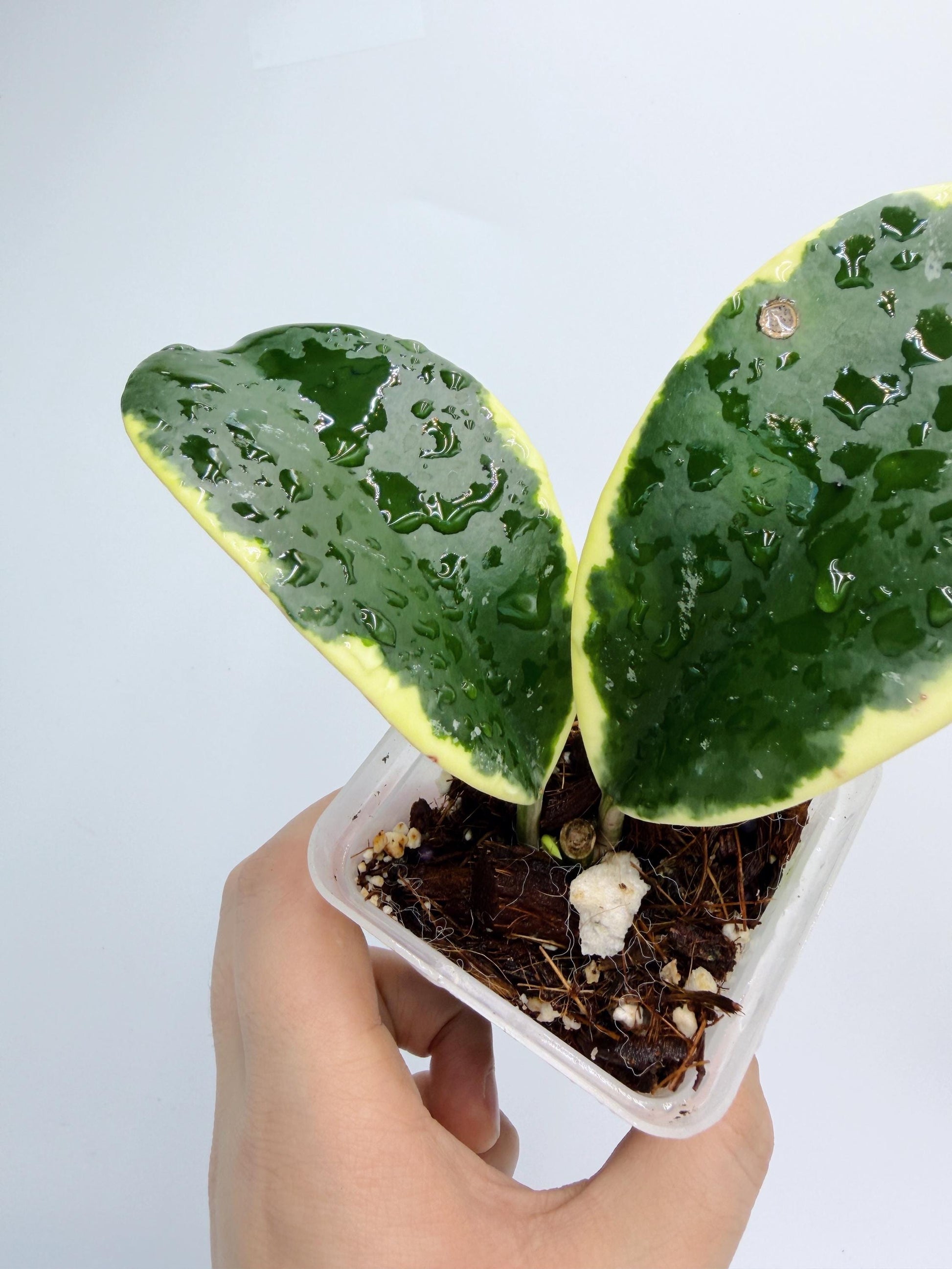 Hoya sp. Ea So - Daklak Fofest