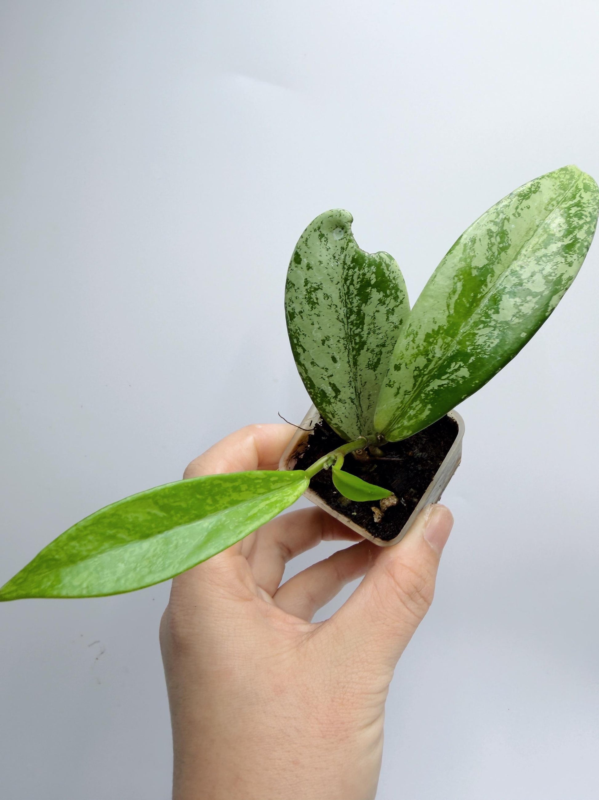 Hoya Pubicalyx Pink Silver Ghost
