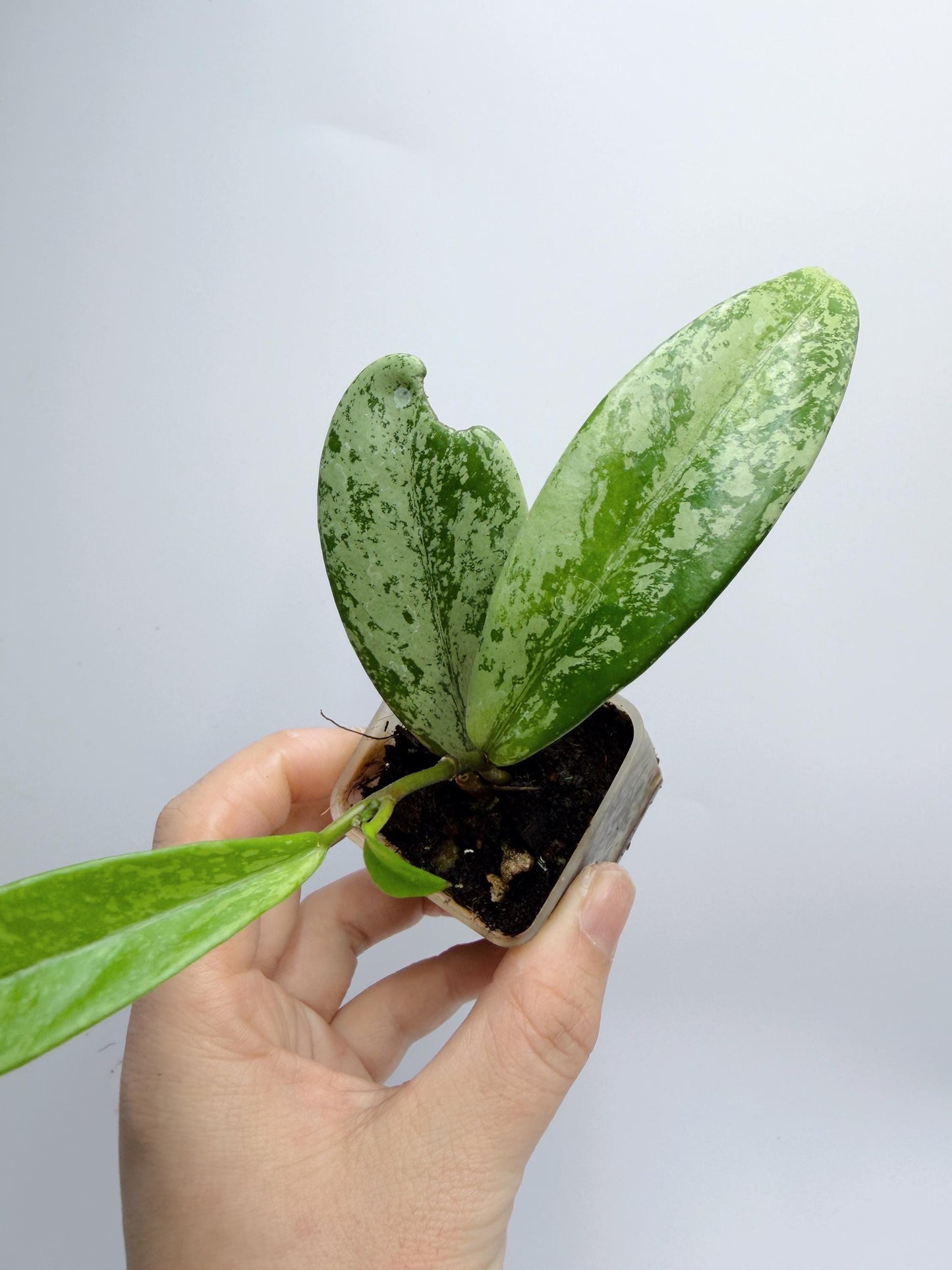 Hoya Pubicalyx Pink Silver Ghost