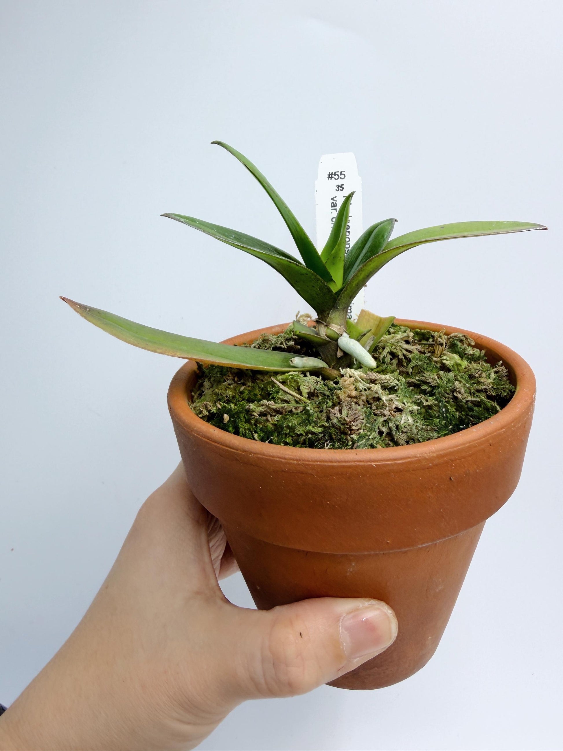 Phalaenopsis pulcherrima var. champorensis x sib