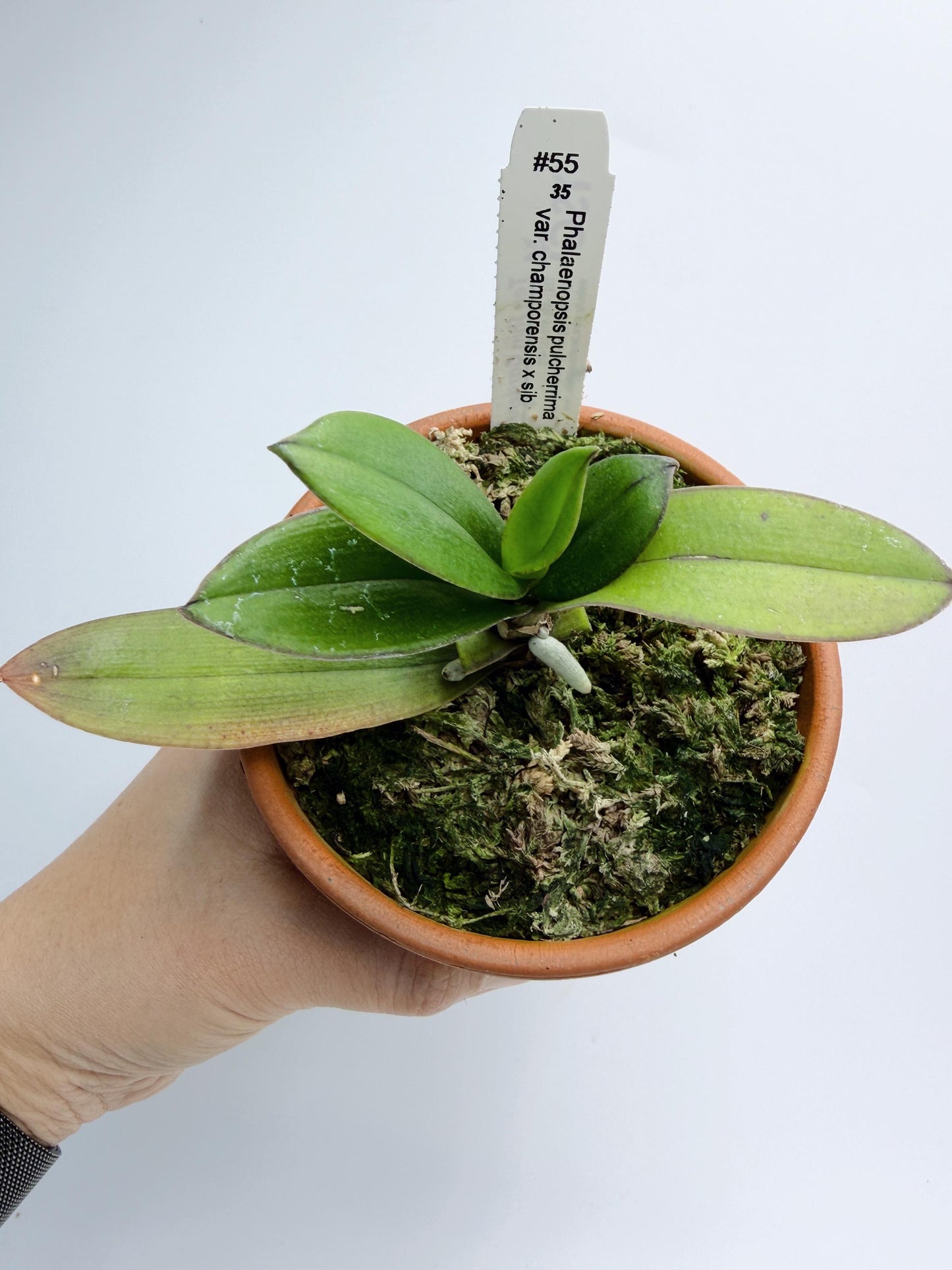 Phalaenopsis pulcherrima var. champorensis x sib