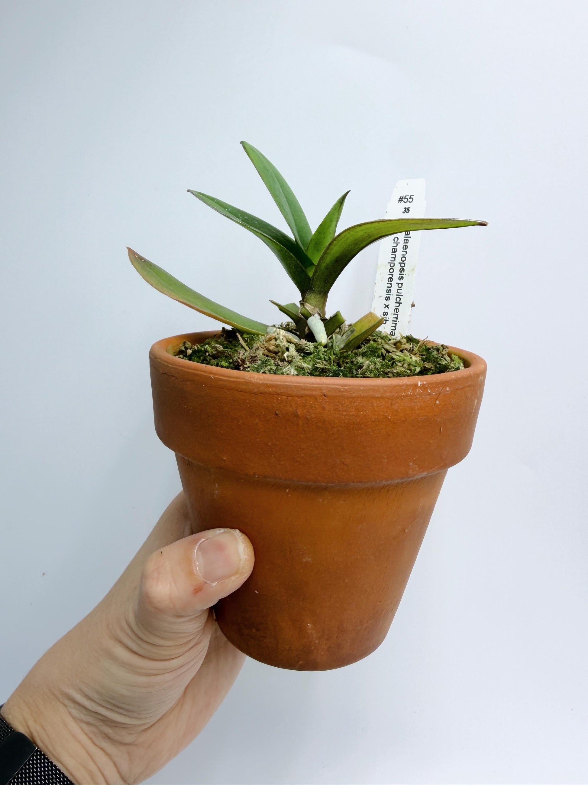 Phalaenopsis pulcherrima var. champorensis x sib