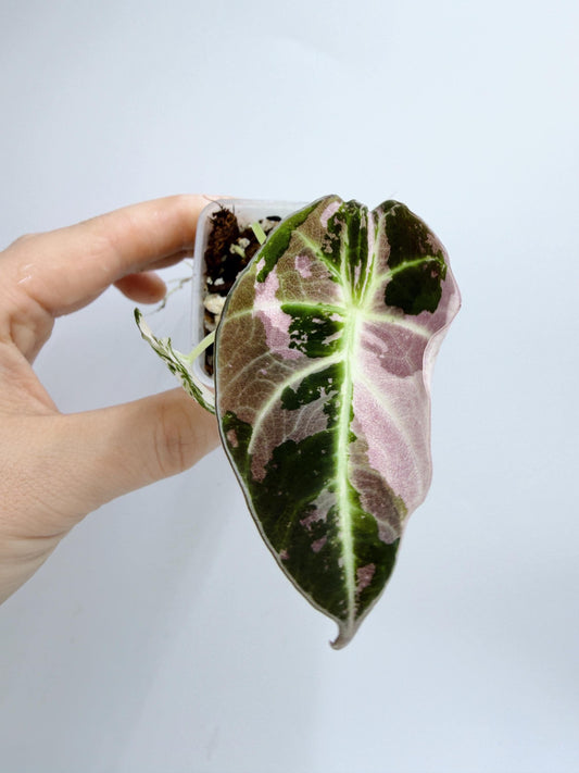 Alocasia Black Velvet Pink Variegated