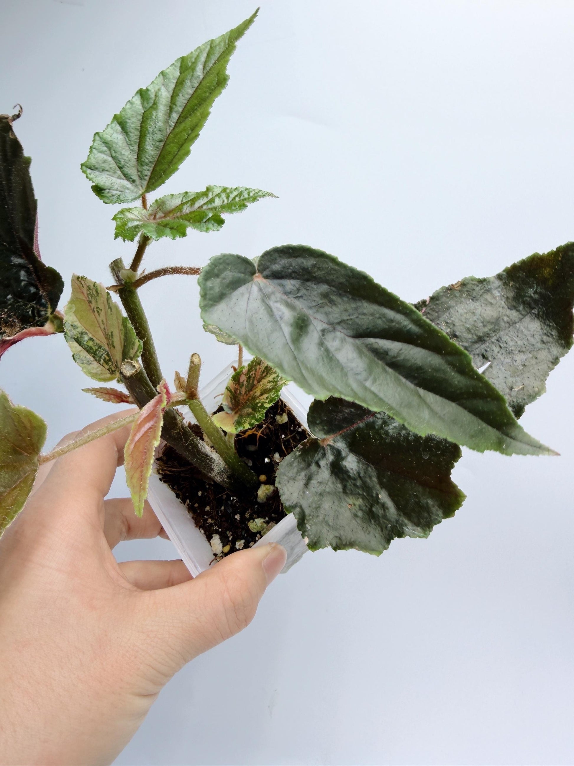 Begonia Ginny Galaxy Variegated