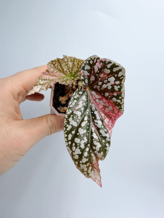 Begonia Snow Capped Variegated