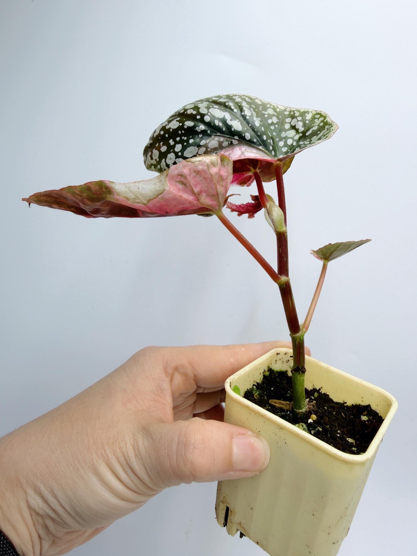 Begonia Snow Capped Variegated