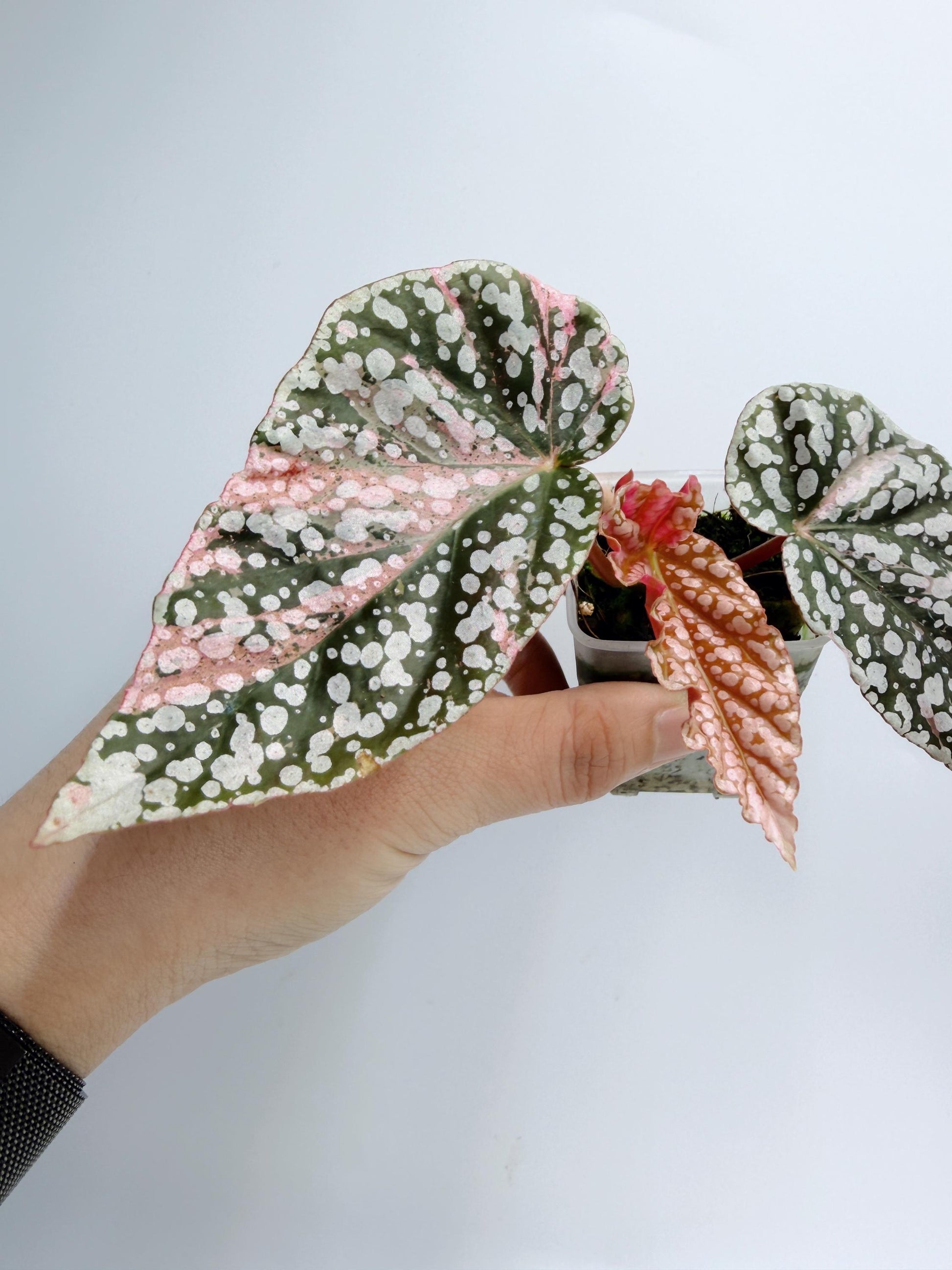 Begonia Snow Capped Variegated