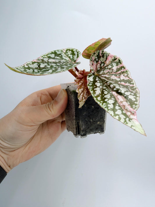 Begonia Snow Capped Variegated