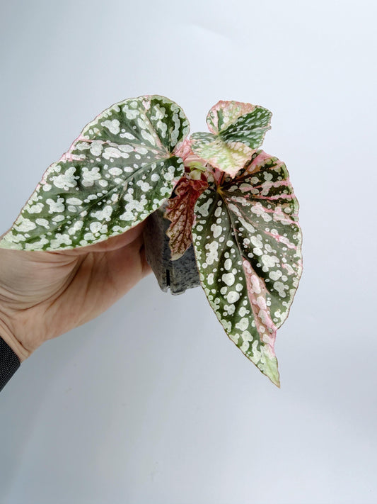 Begonia Snow Capped Variegated