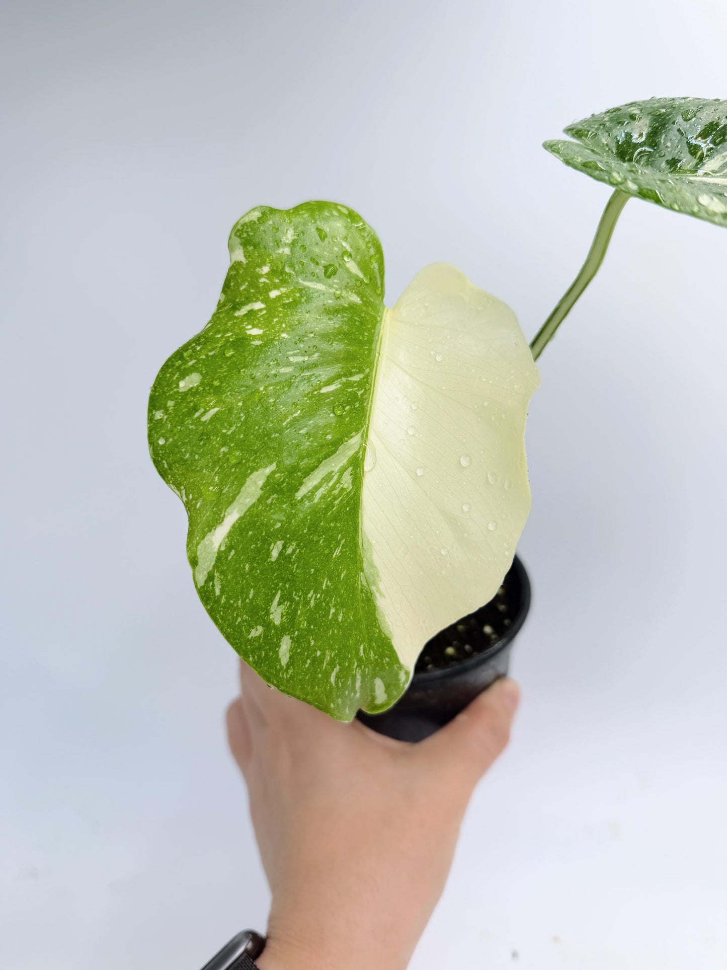 Monstera Thai Constellation