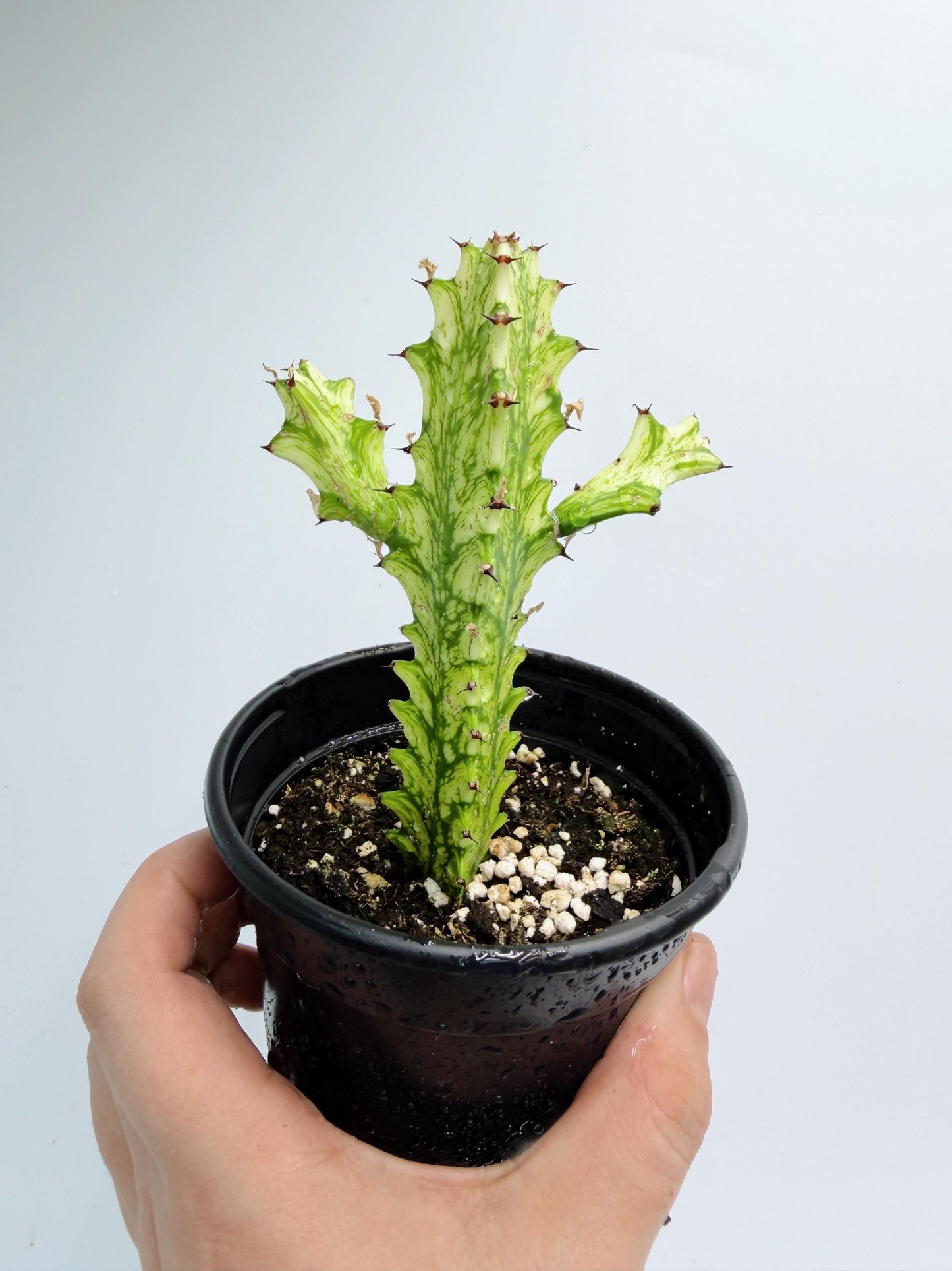 Euphorbia Trigona Variegated