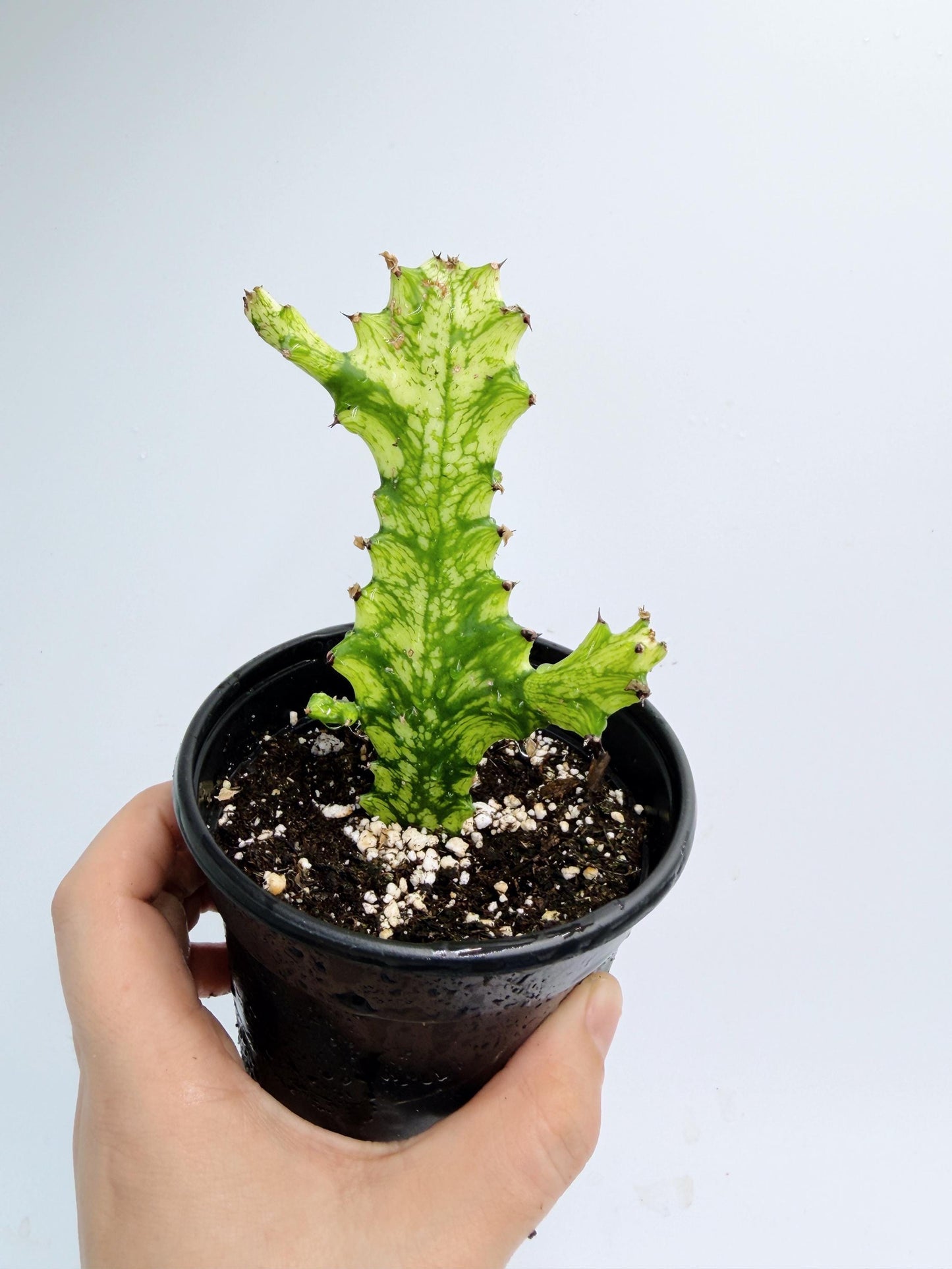 Euphorbia Trigona Variegated