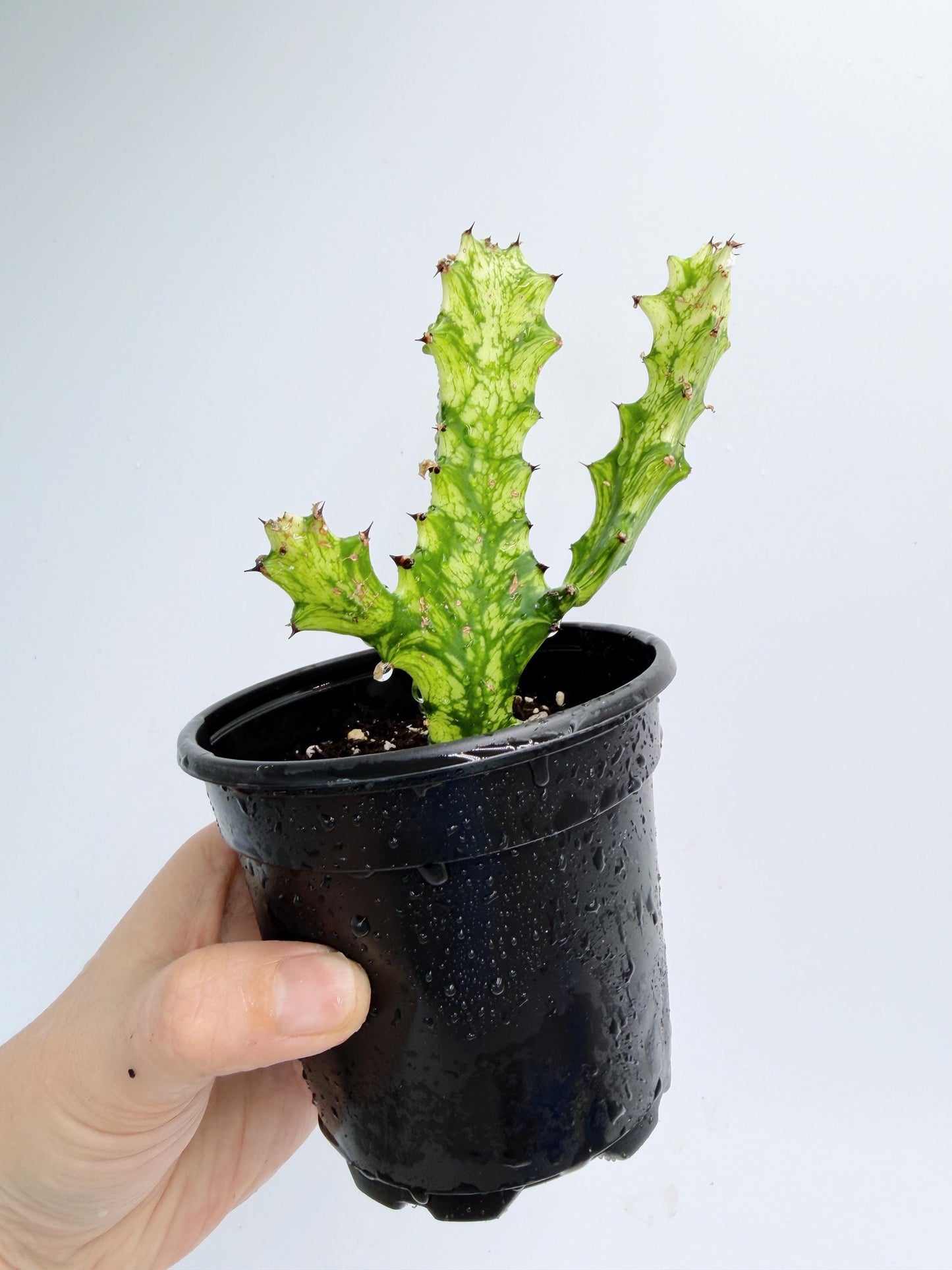 Euphorbia Trigona Variegated