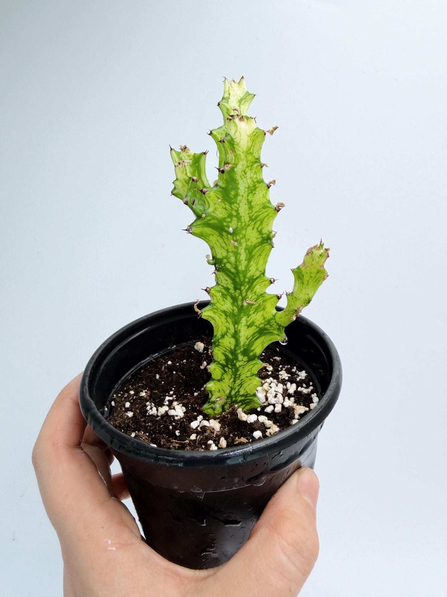 Euphorbia Trigona Variegated