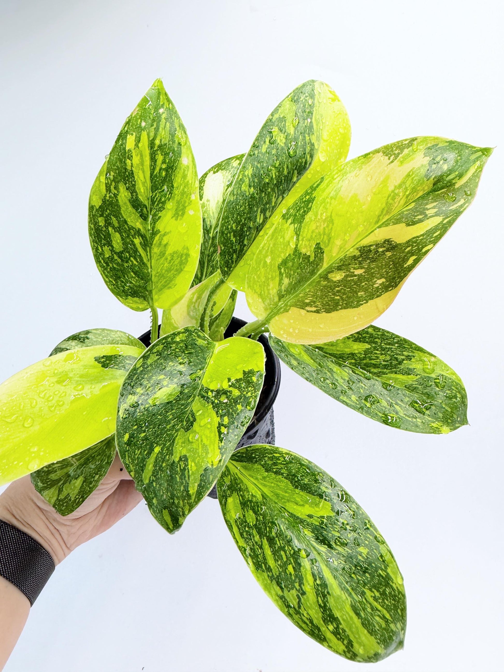 Philodendron Green Congo Nuclear