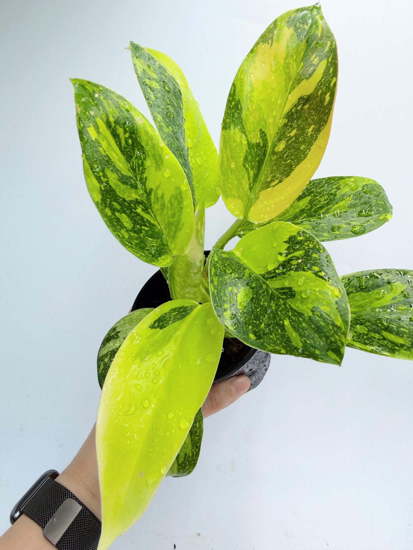 Philodendron Green Congo Nuclear