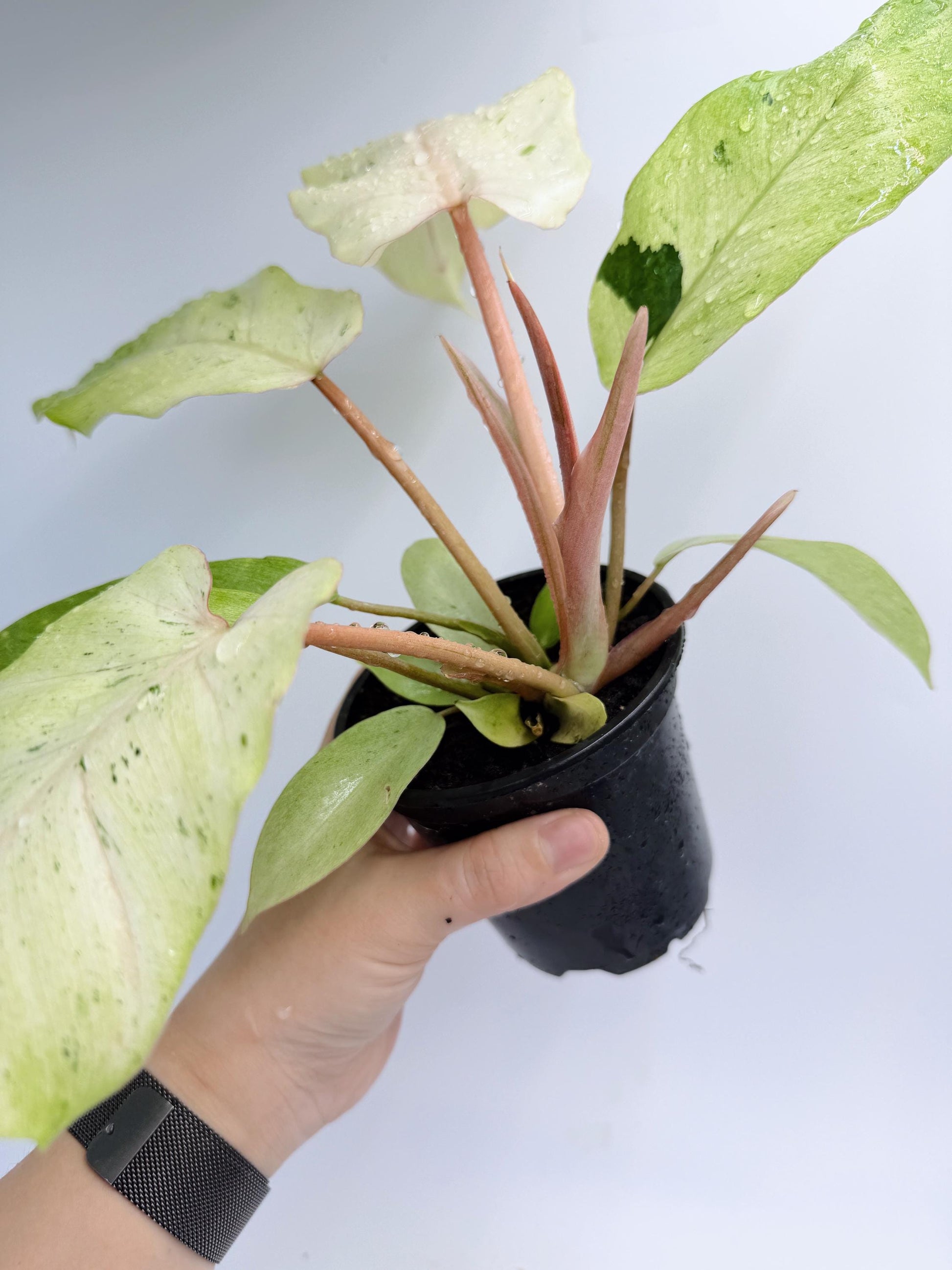 Philodendron Snow Drift