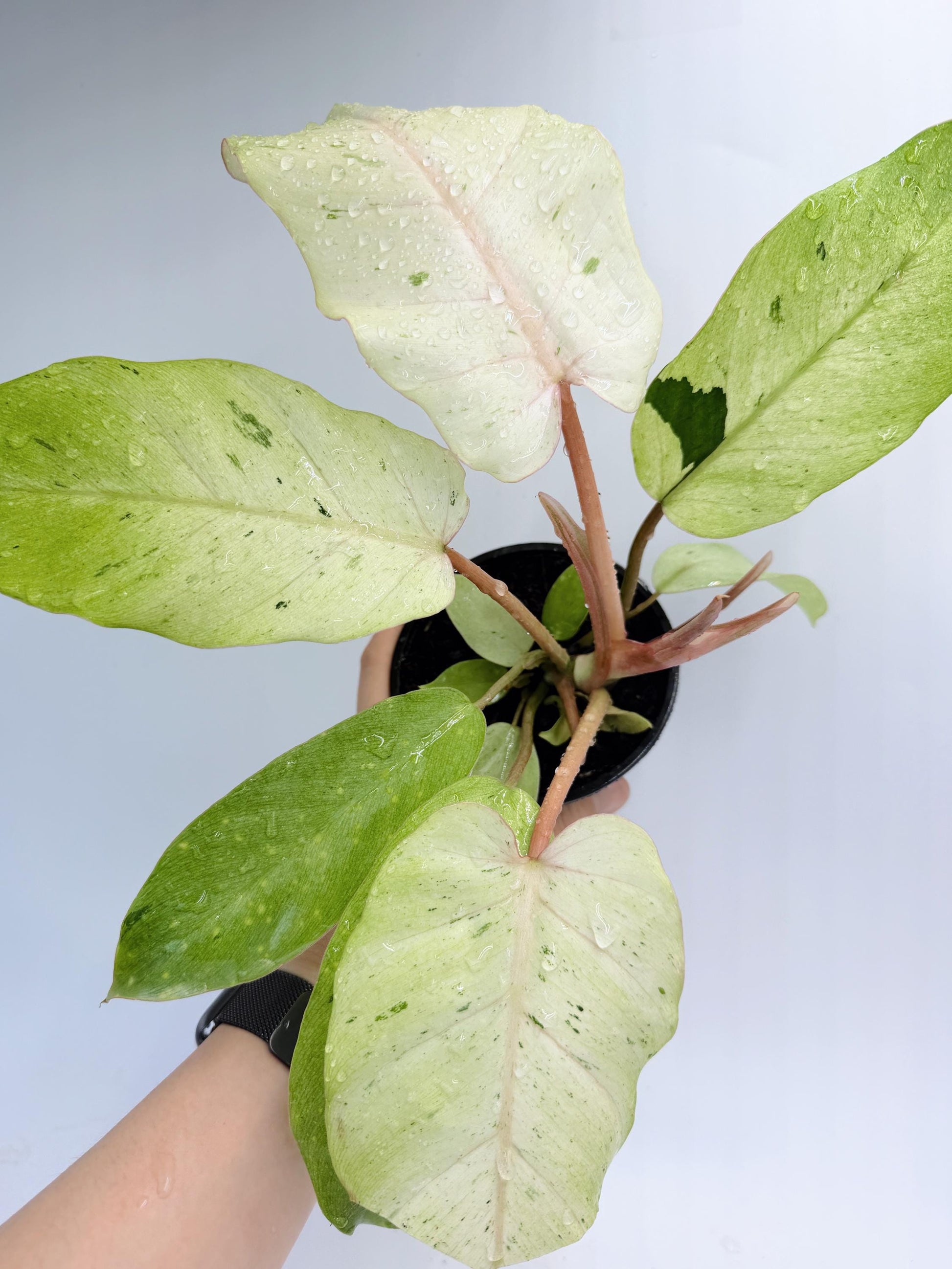 Philodendron Snow Drift