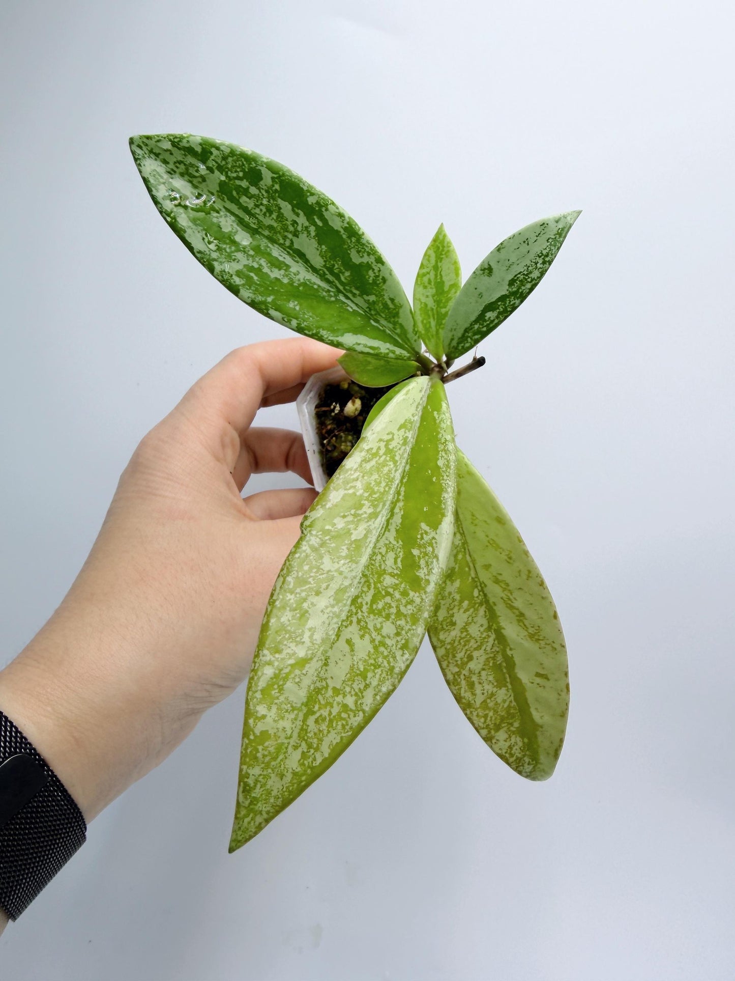 Hoya Pubicalyx Pink Silver Ghost