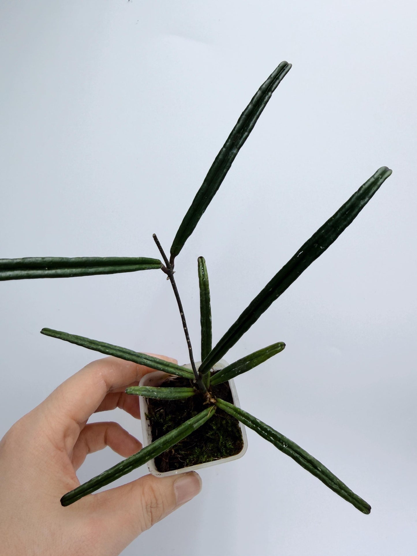 Hoya Insularis