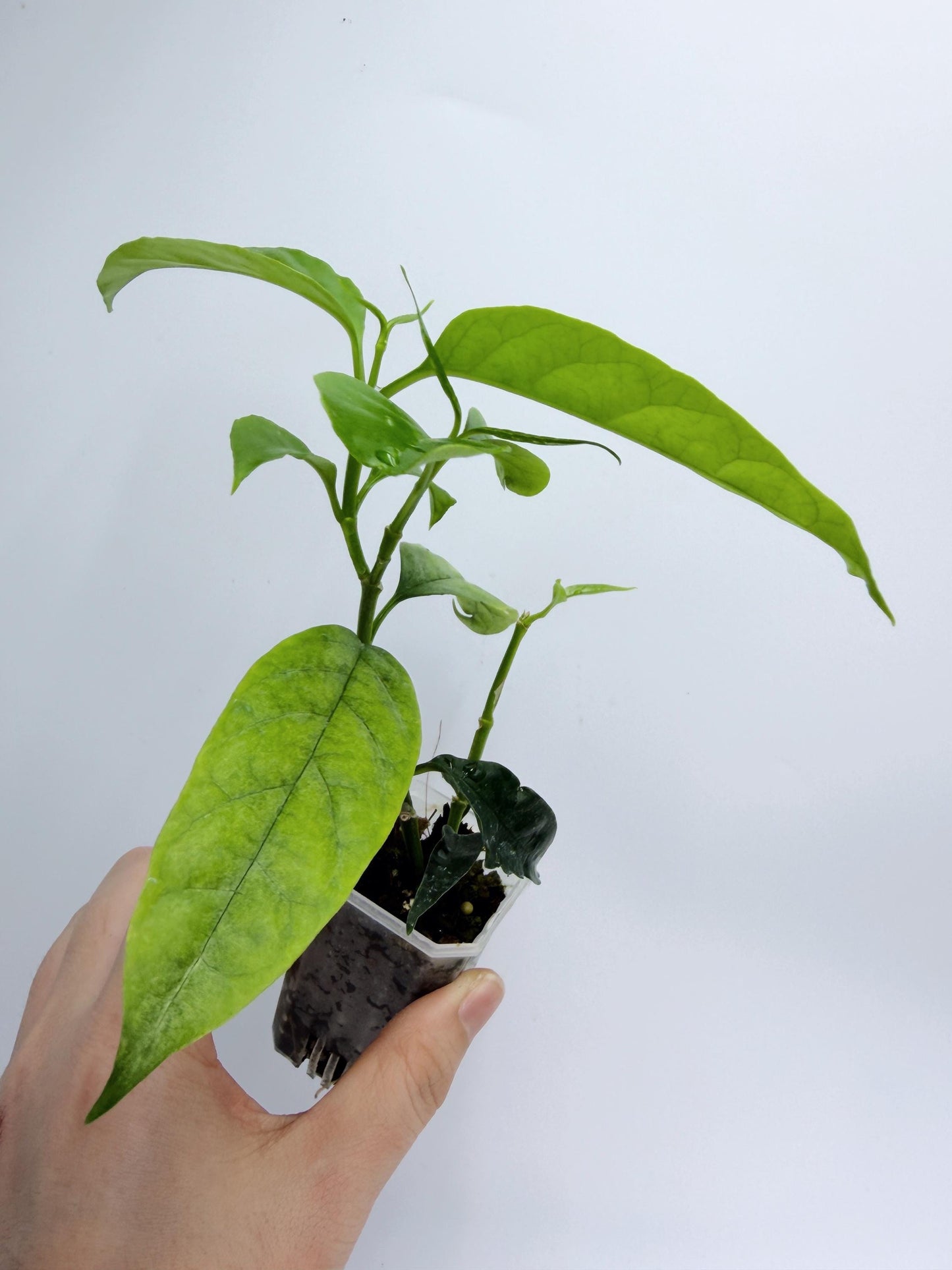Hoya Solokensis