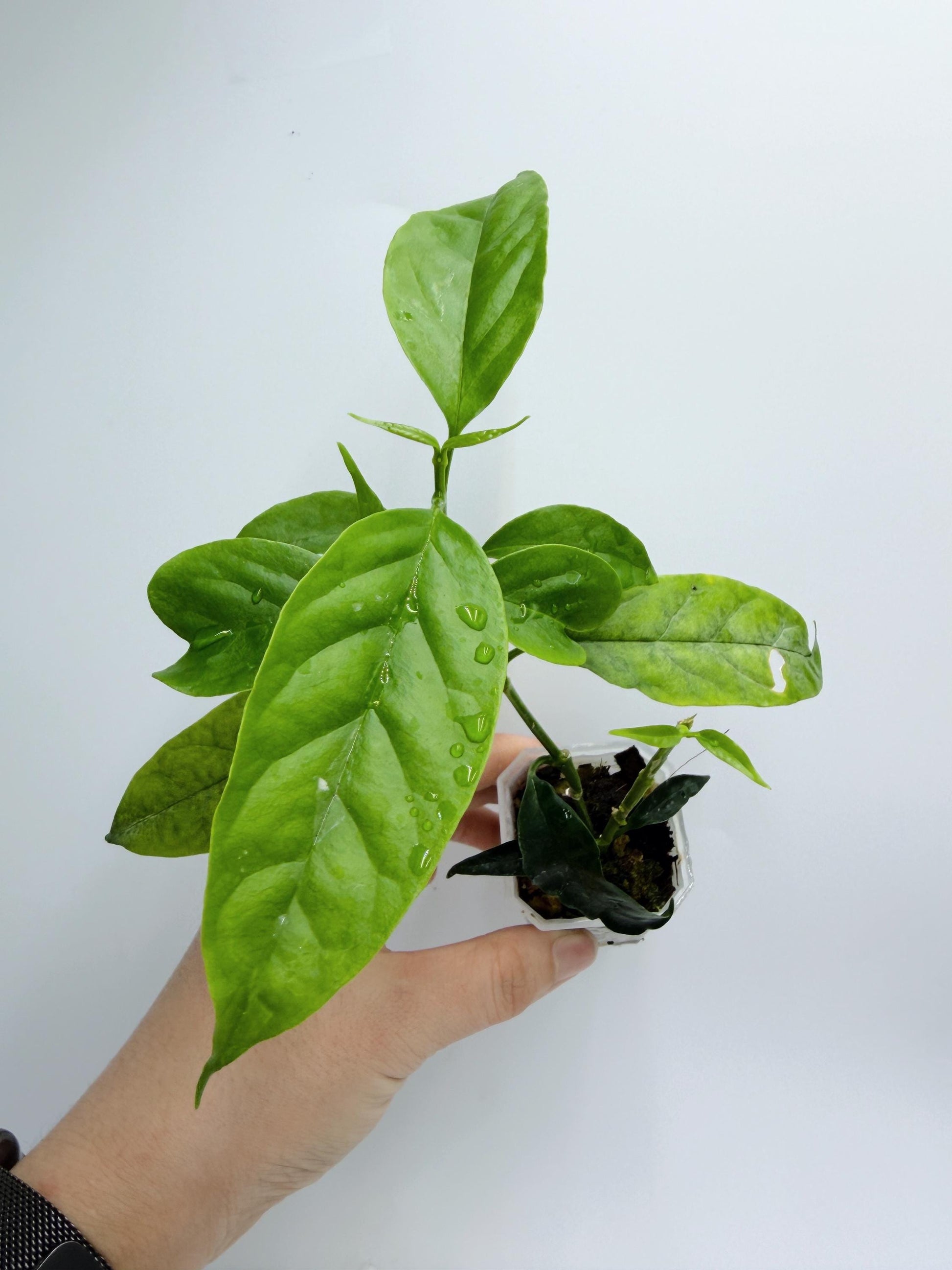 Hoya Solokensis