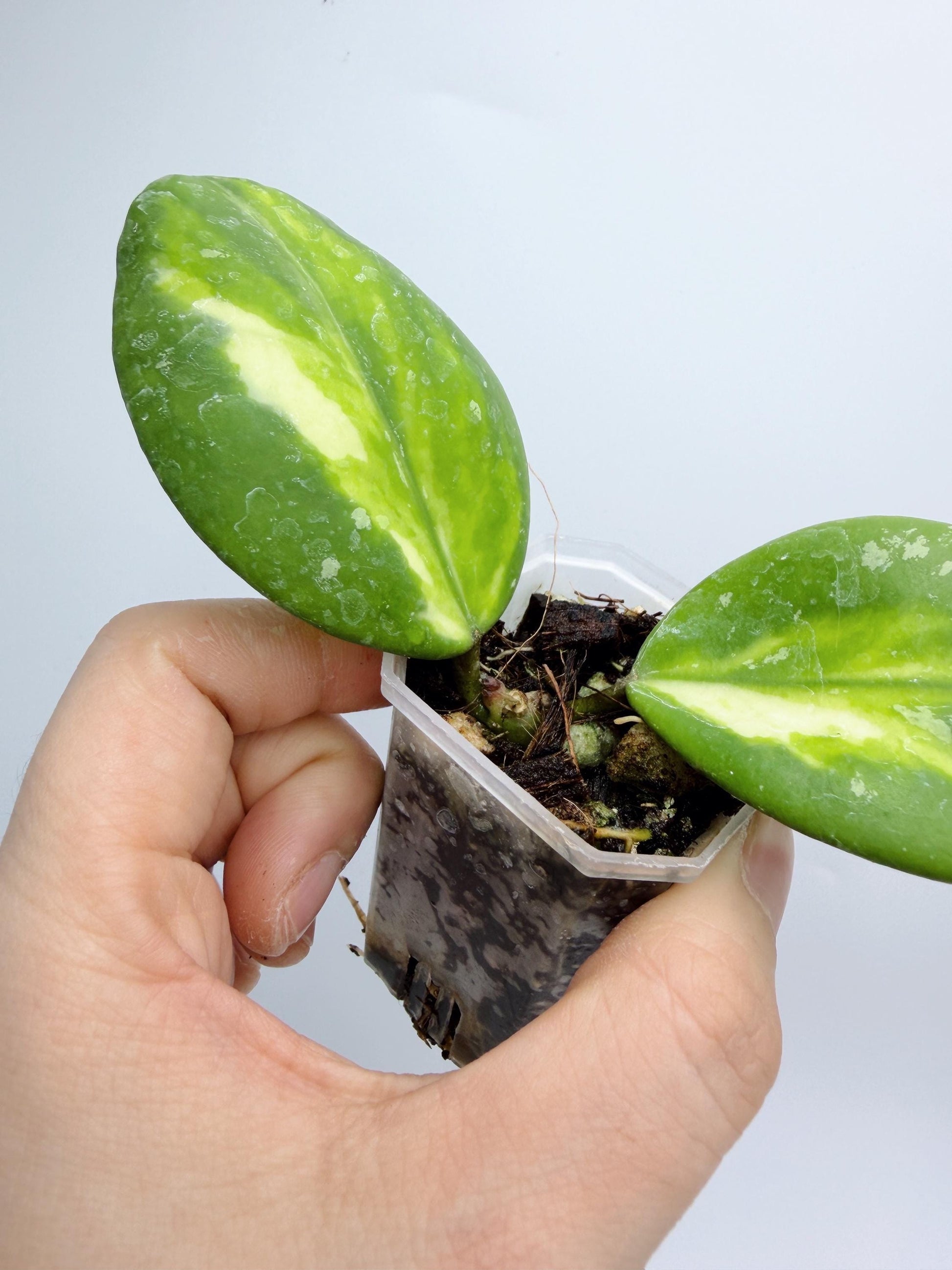 Hoya Obovata Inner Var. Splash