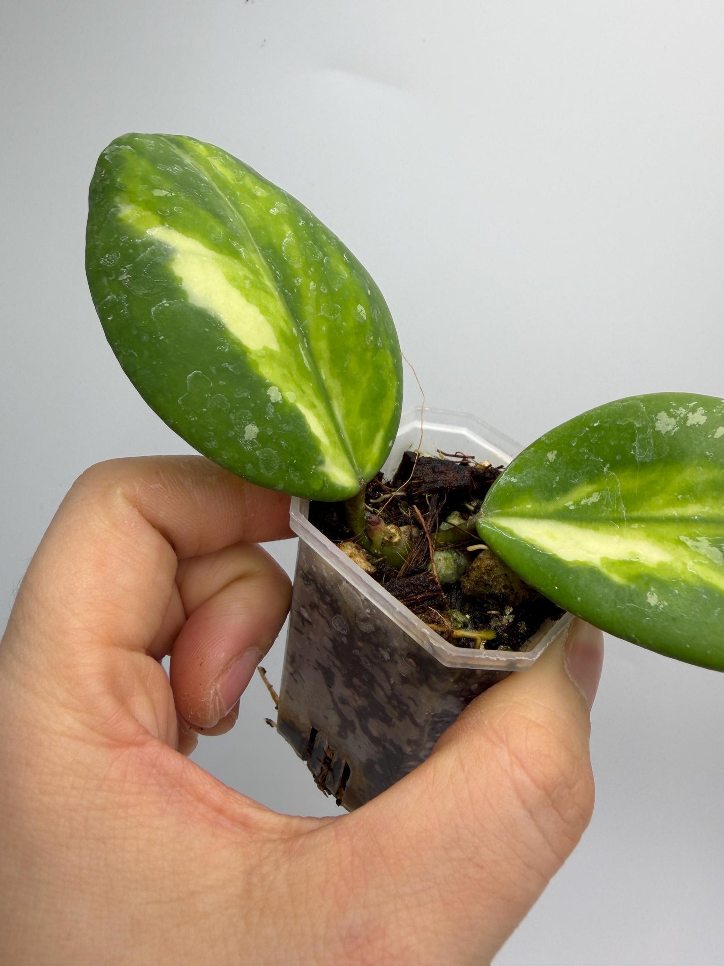 Hoya Obovata Inner Var. Splash