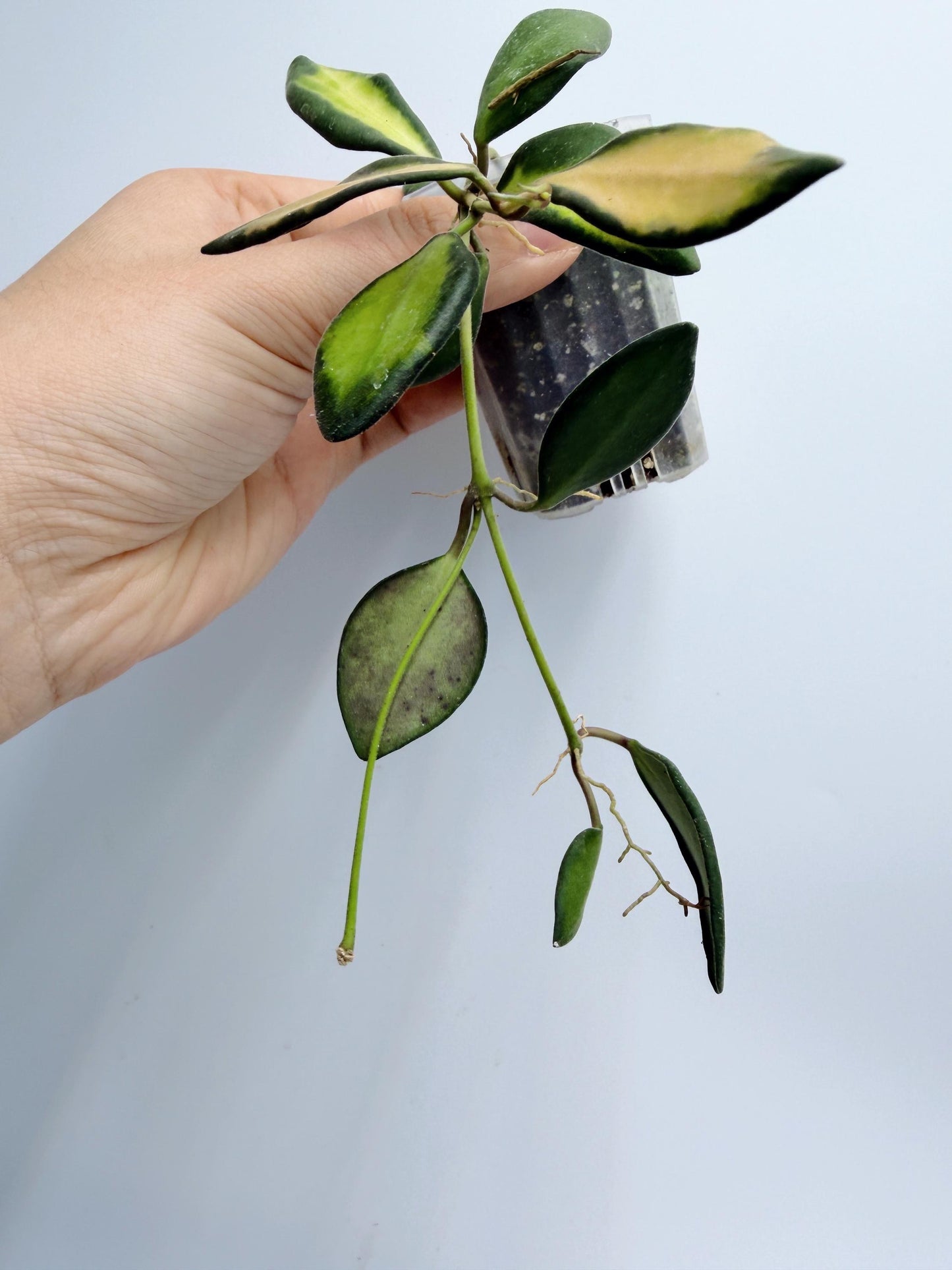 Hoya Burtoniae Variegated