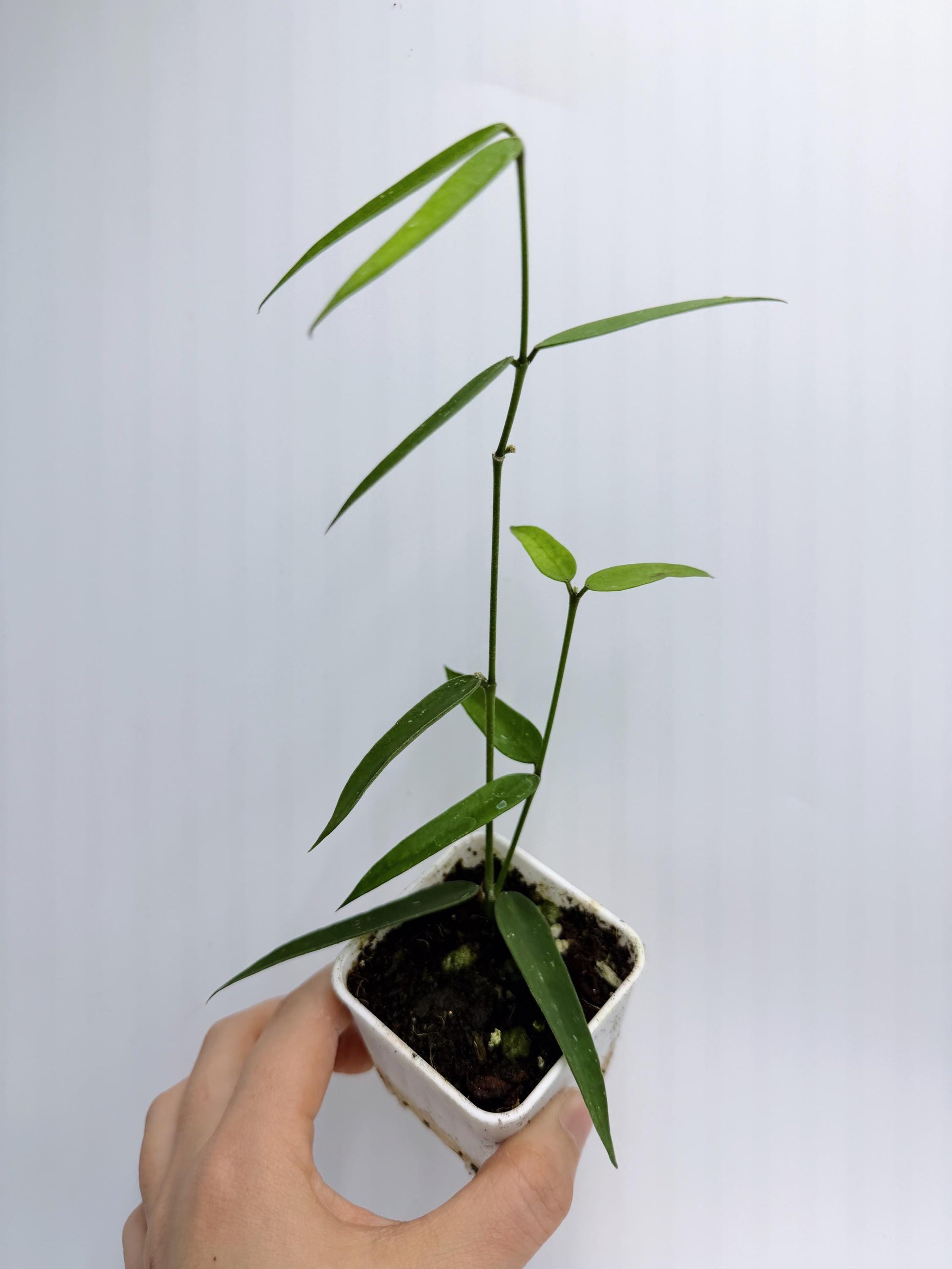 Hoya Burmanica