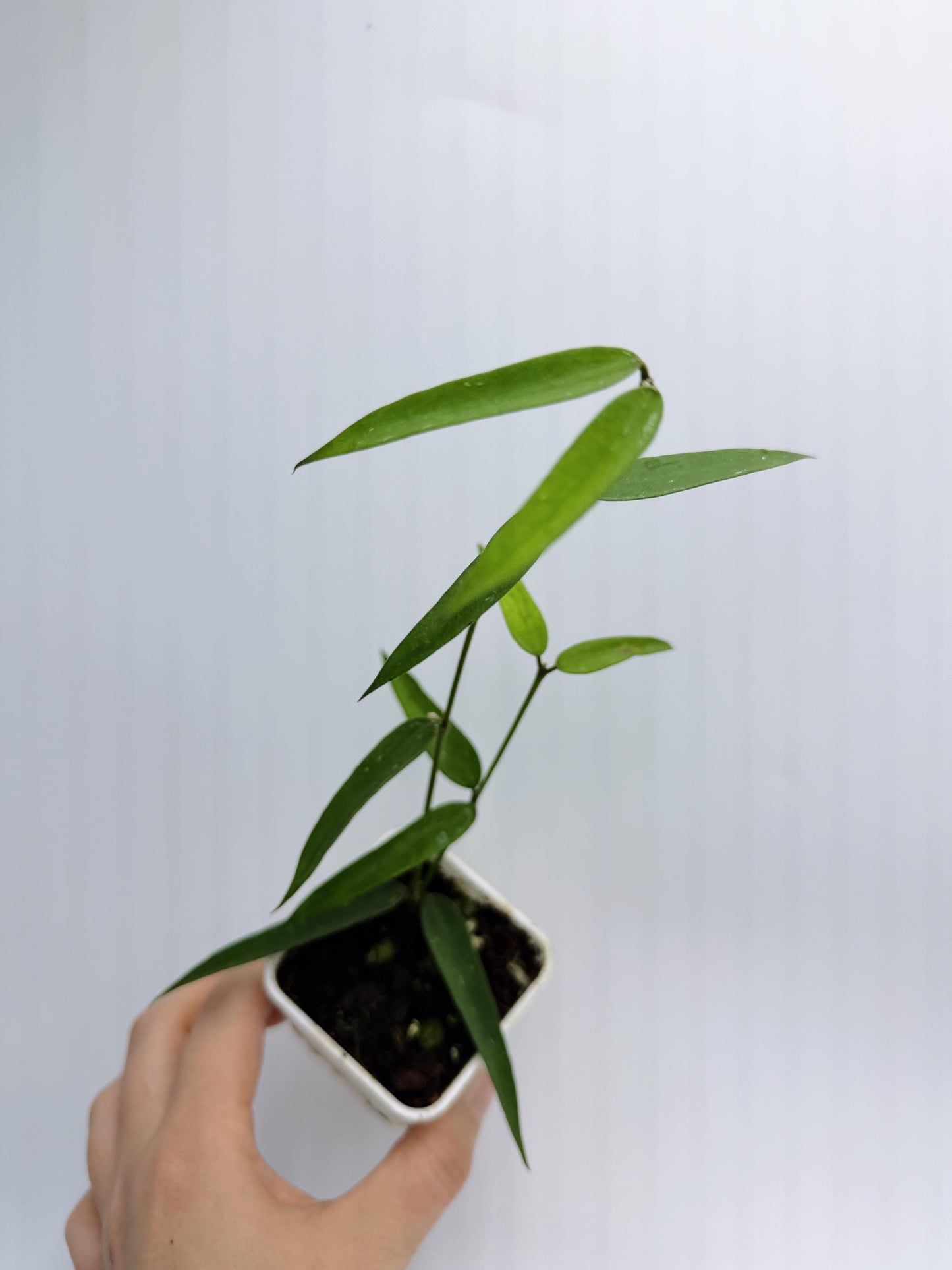 Hoya Burmanica