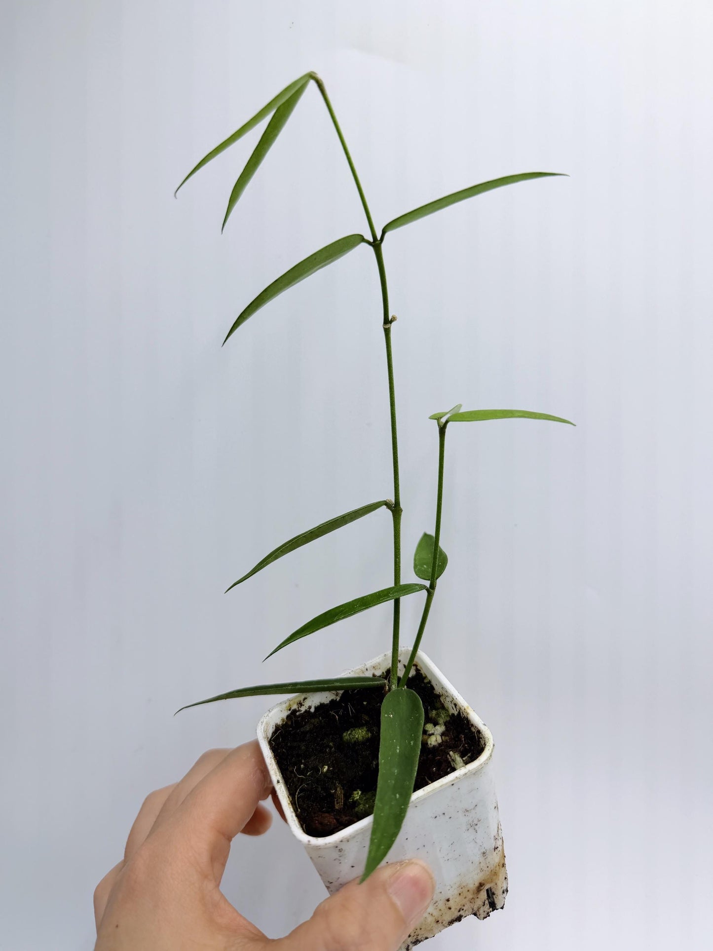 Hoya Burmanica