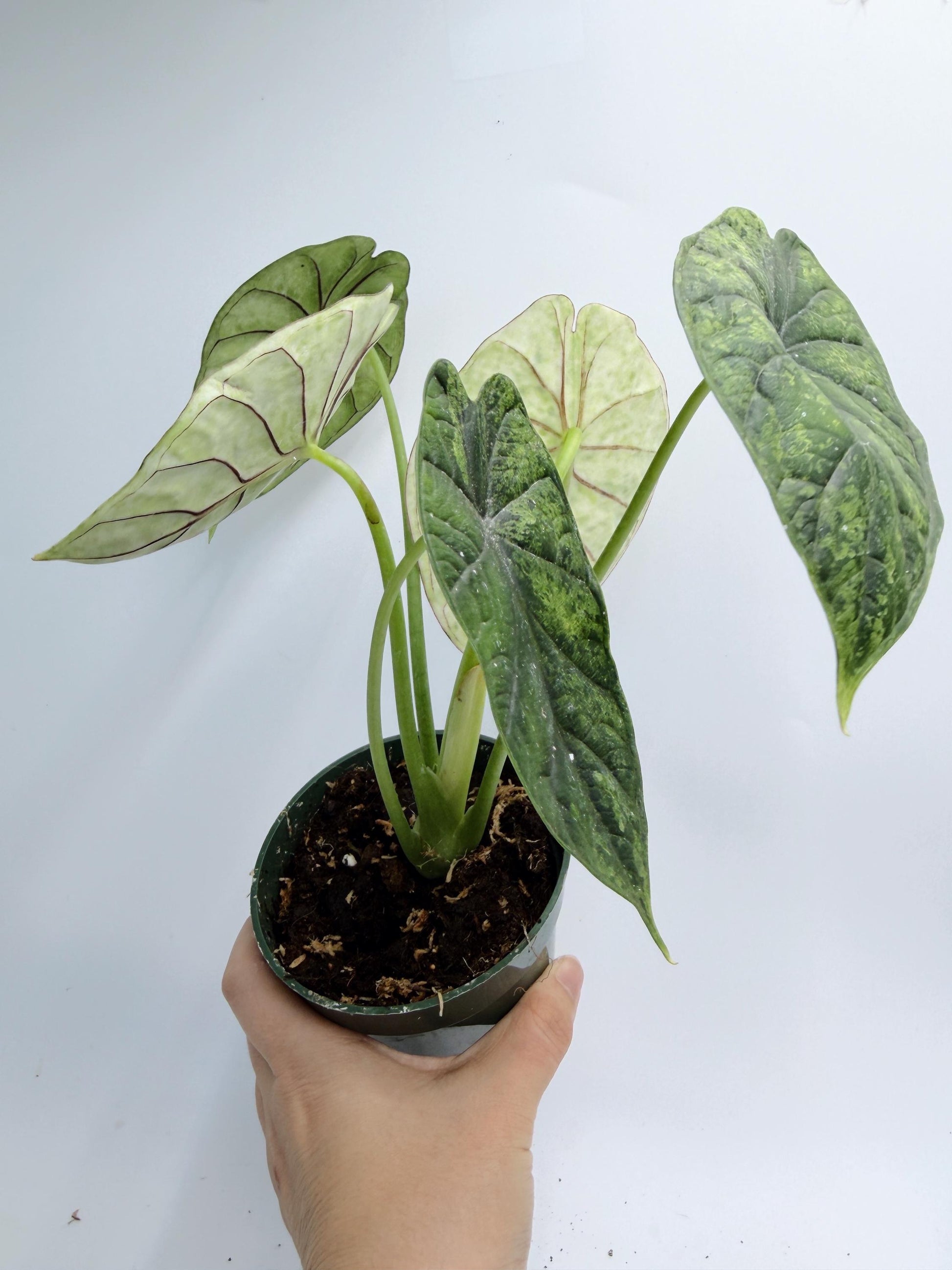 Alocasia Dragon Scale Mint