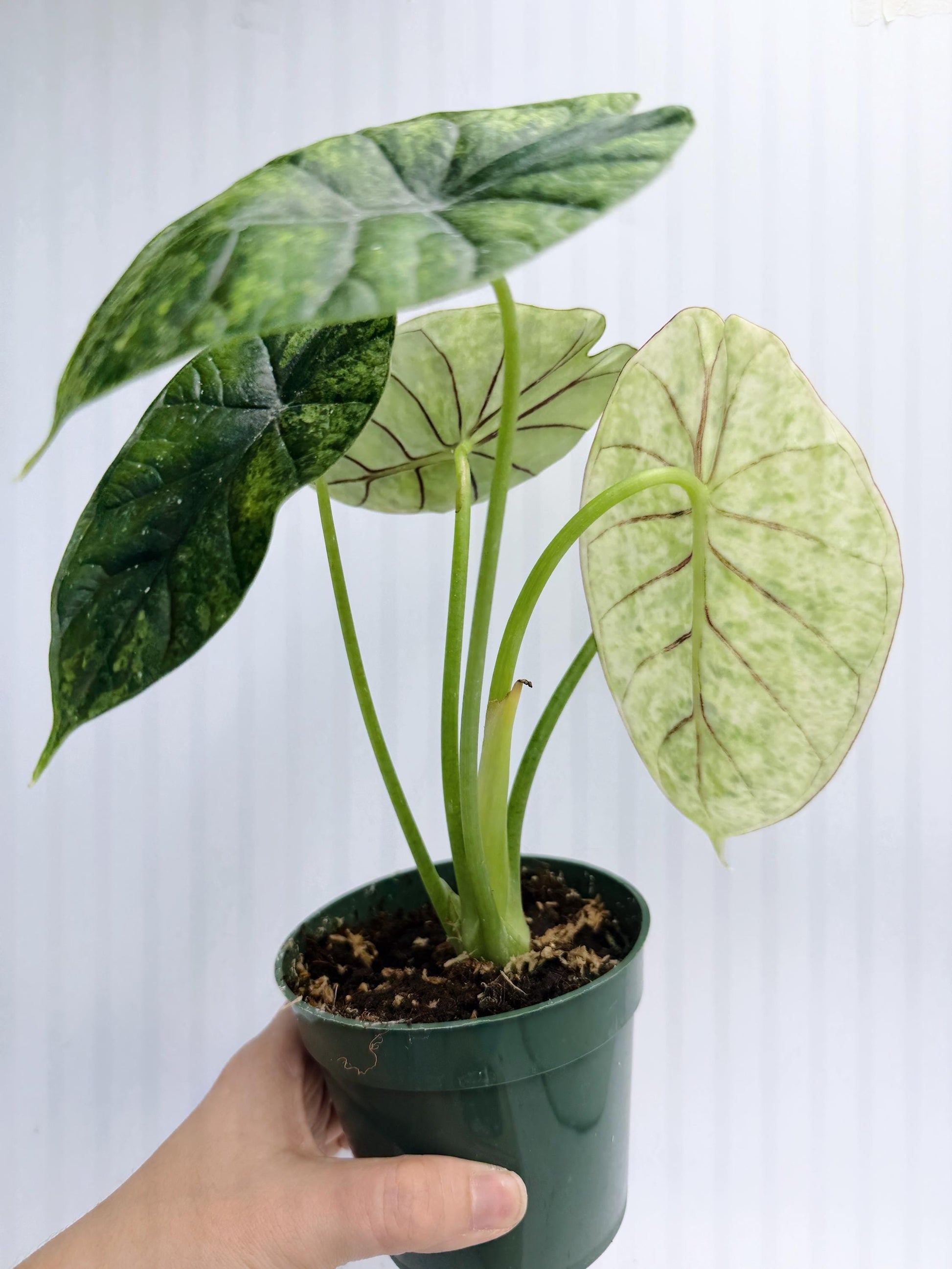 Alocasia Dragon Scale Mint
