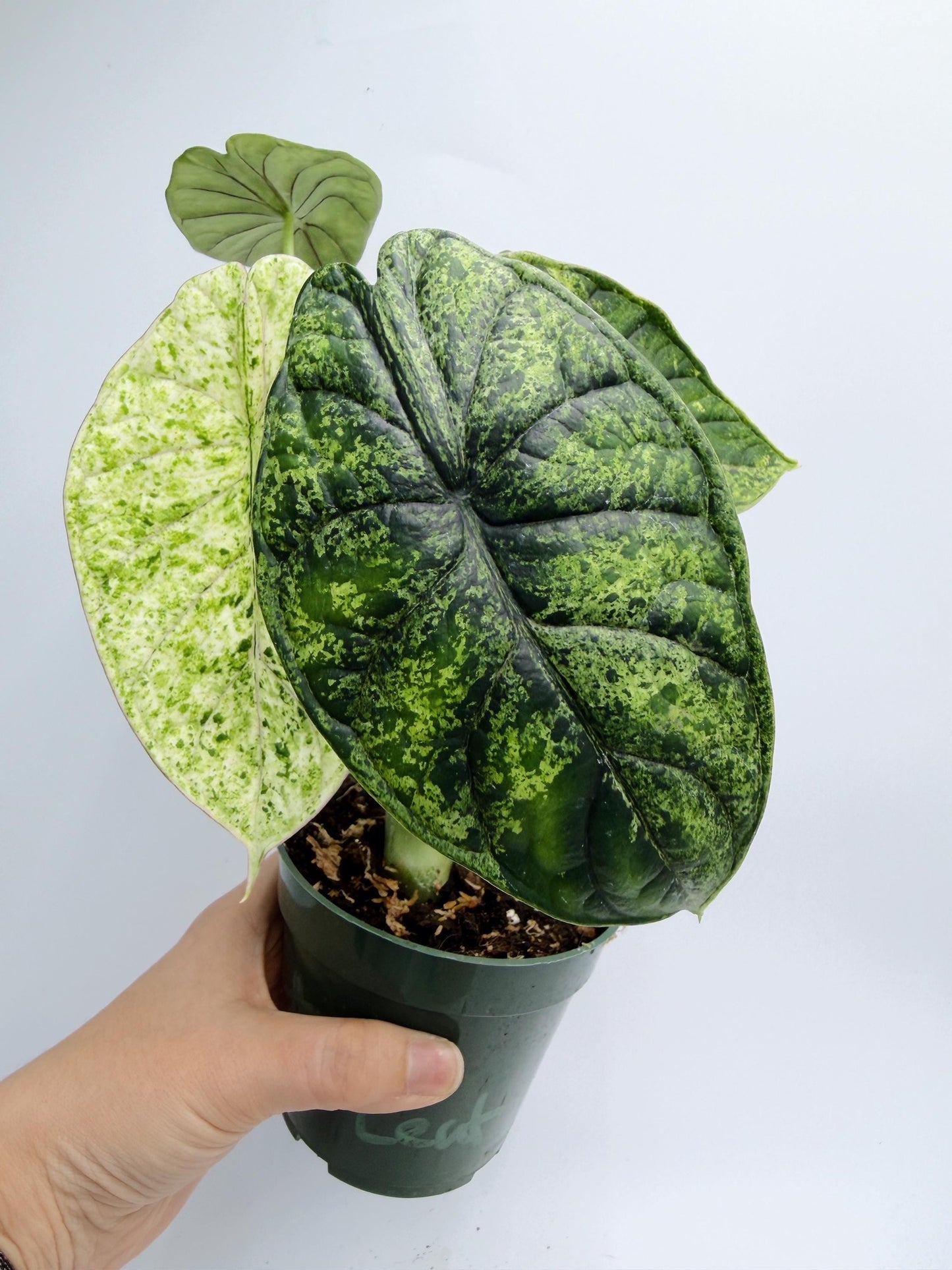 Alocasia Dragon Scale Mint