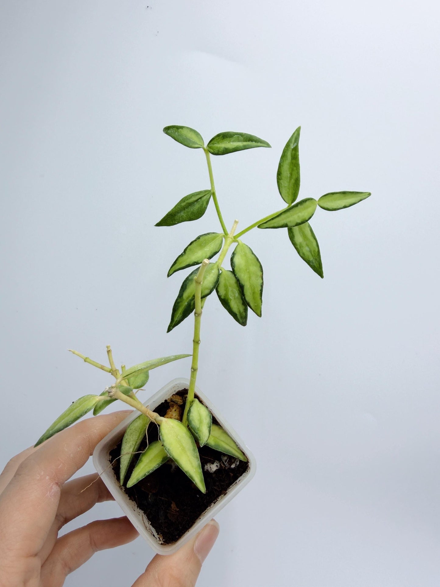 Hoya Bella Inner Variegated