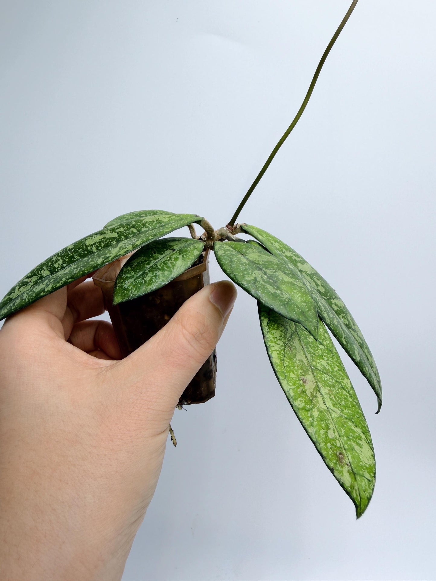 Hoya Crassipetiolata Splash