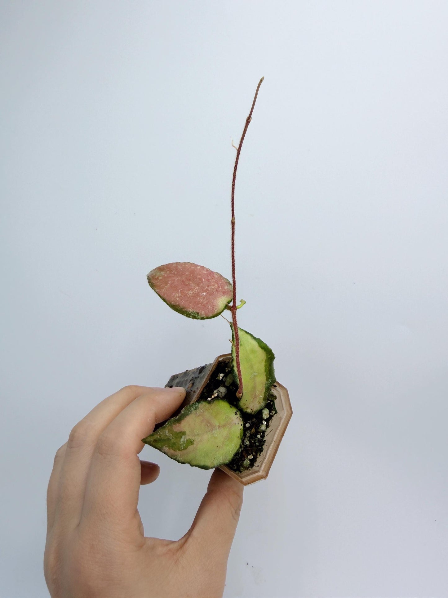 Hoya Caudata Inner Variegated