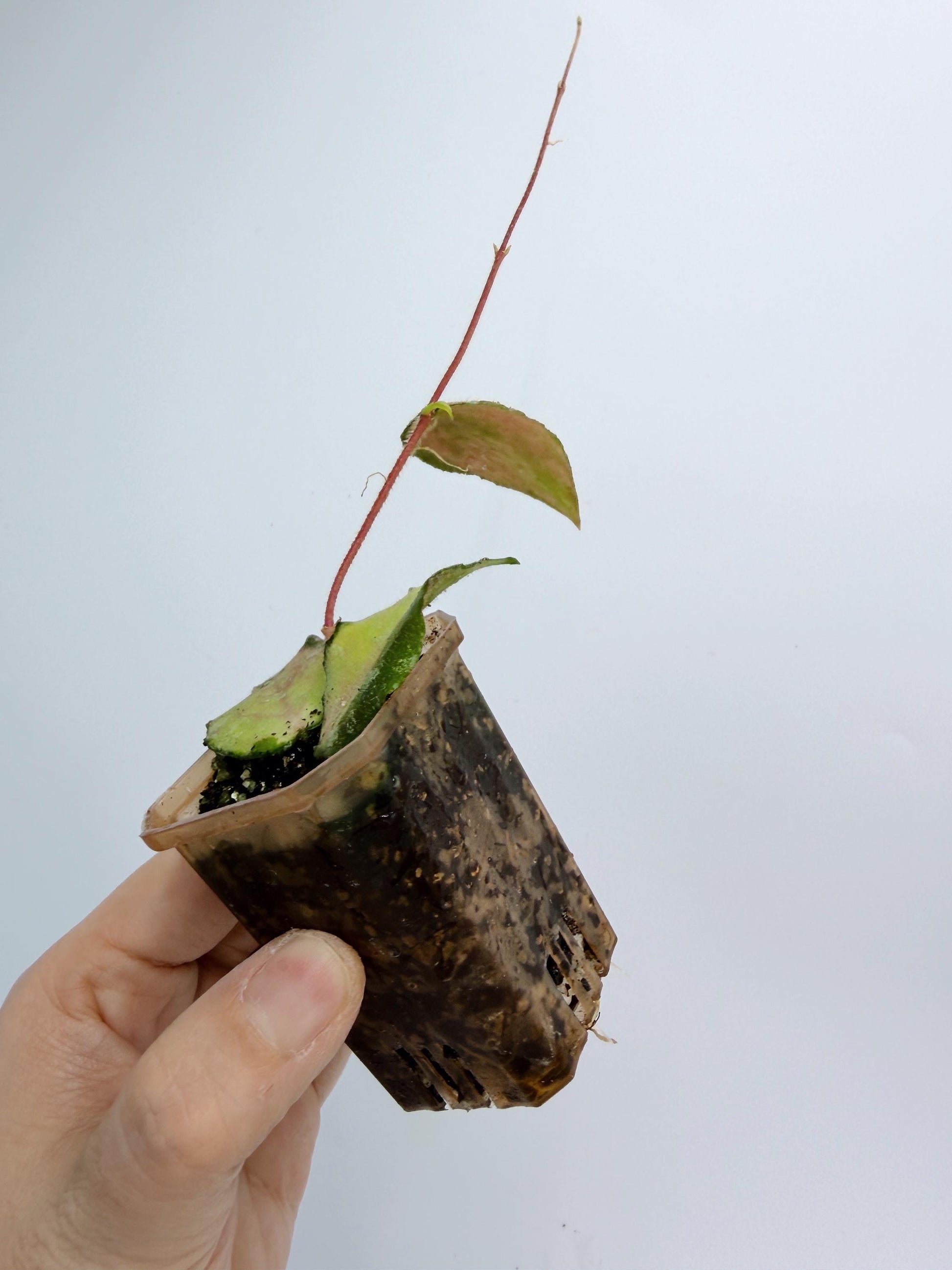 Hoya Caudata Inner Variegated