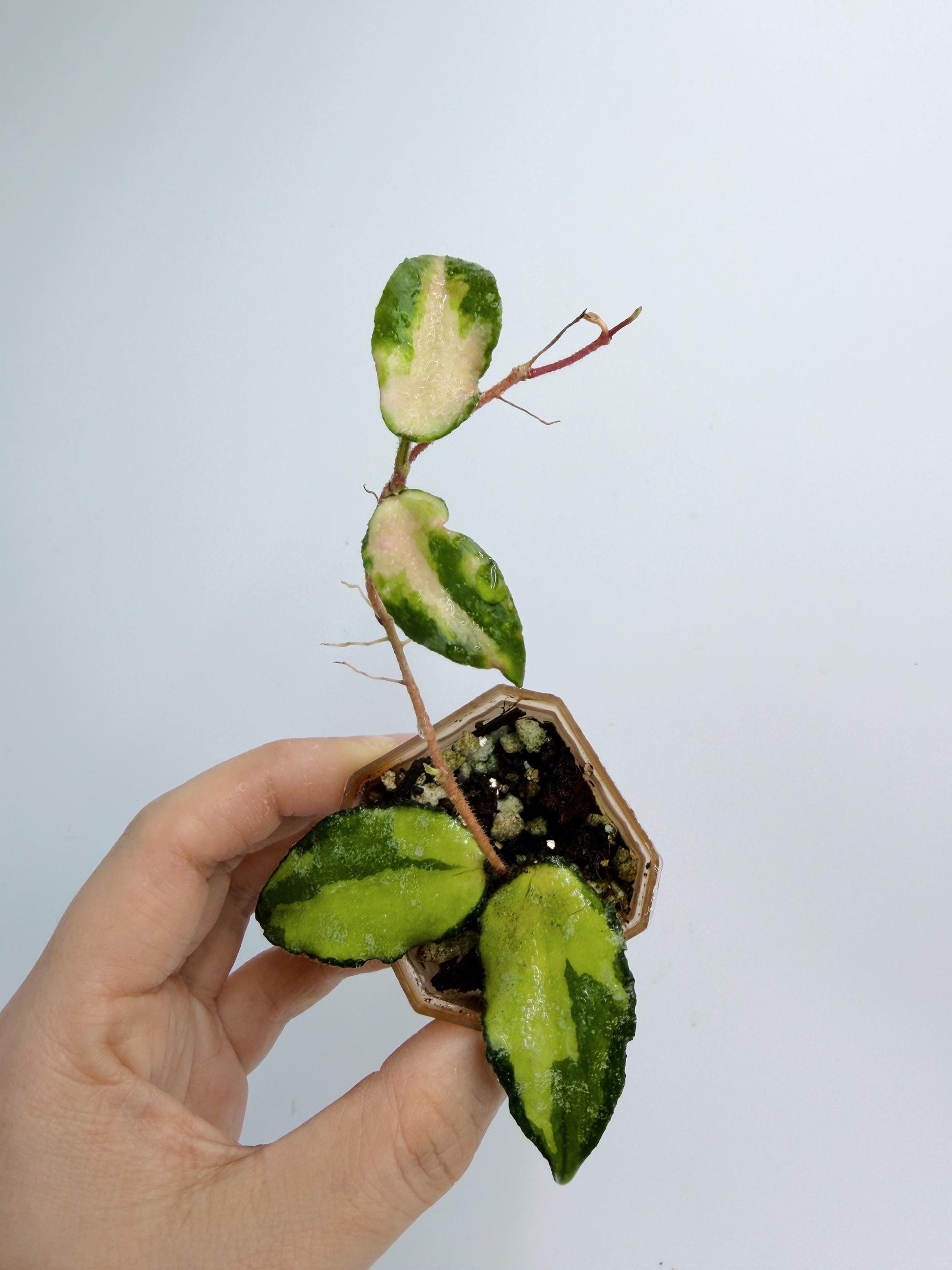 Hoya Caudata Inner Variegated