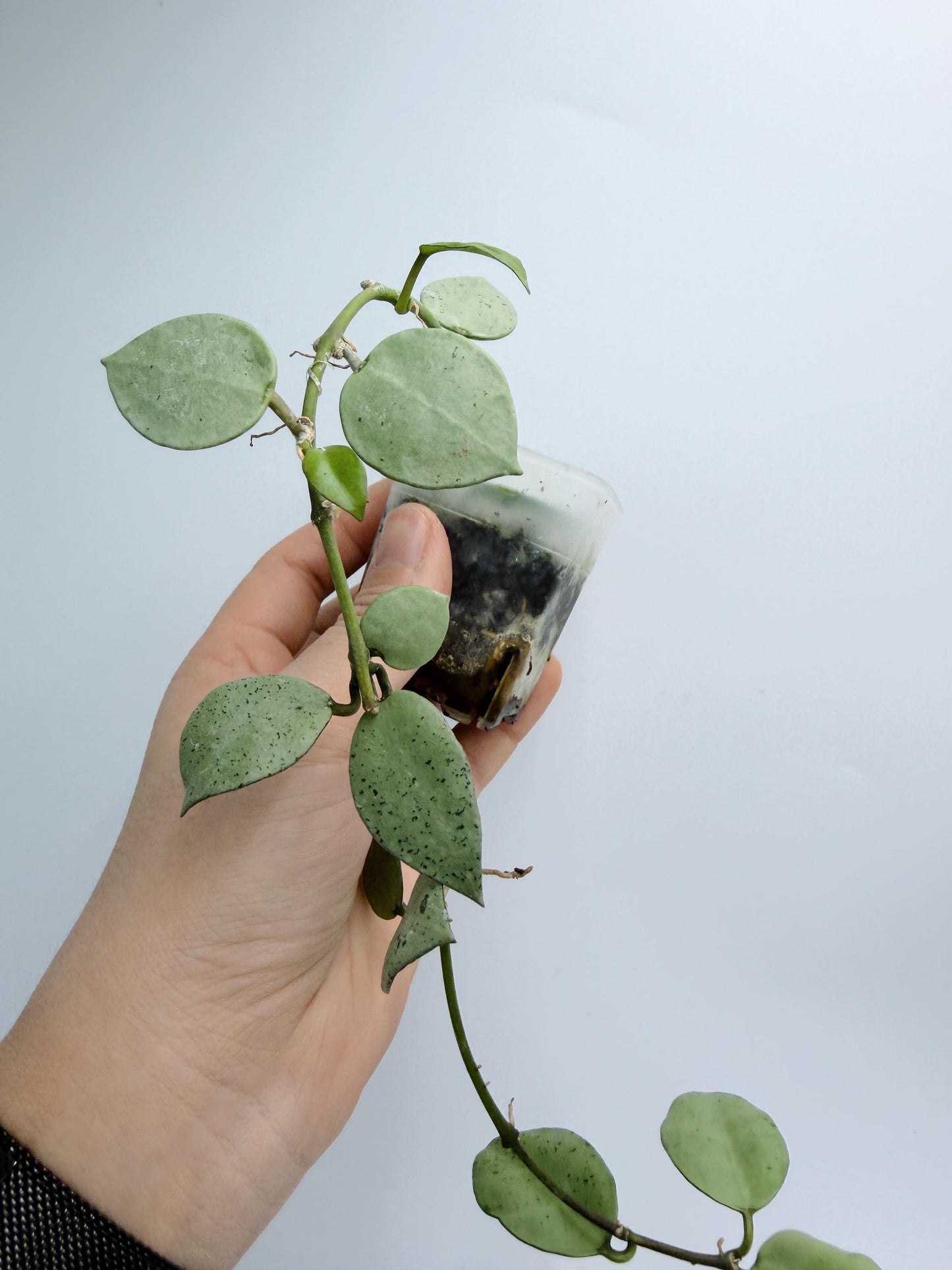 Hoya Lacunosa Silver Mint Coin